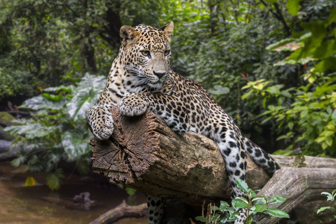 1336x891 Leopard on tree