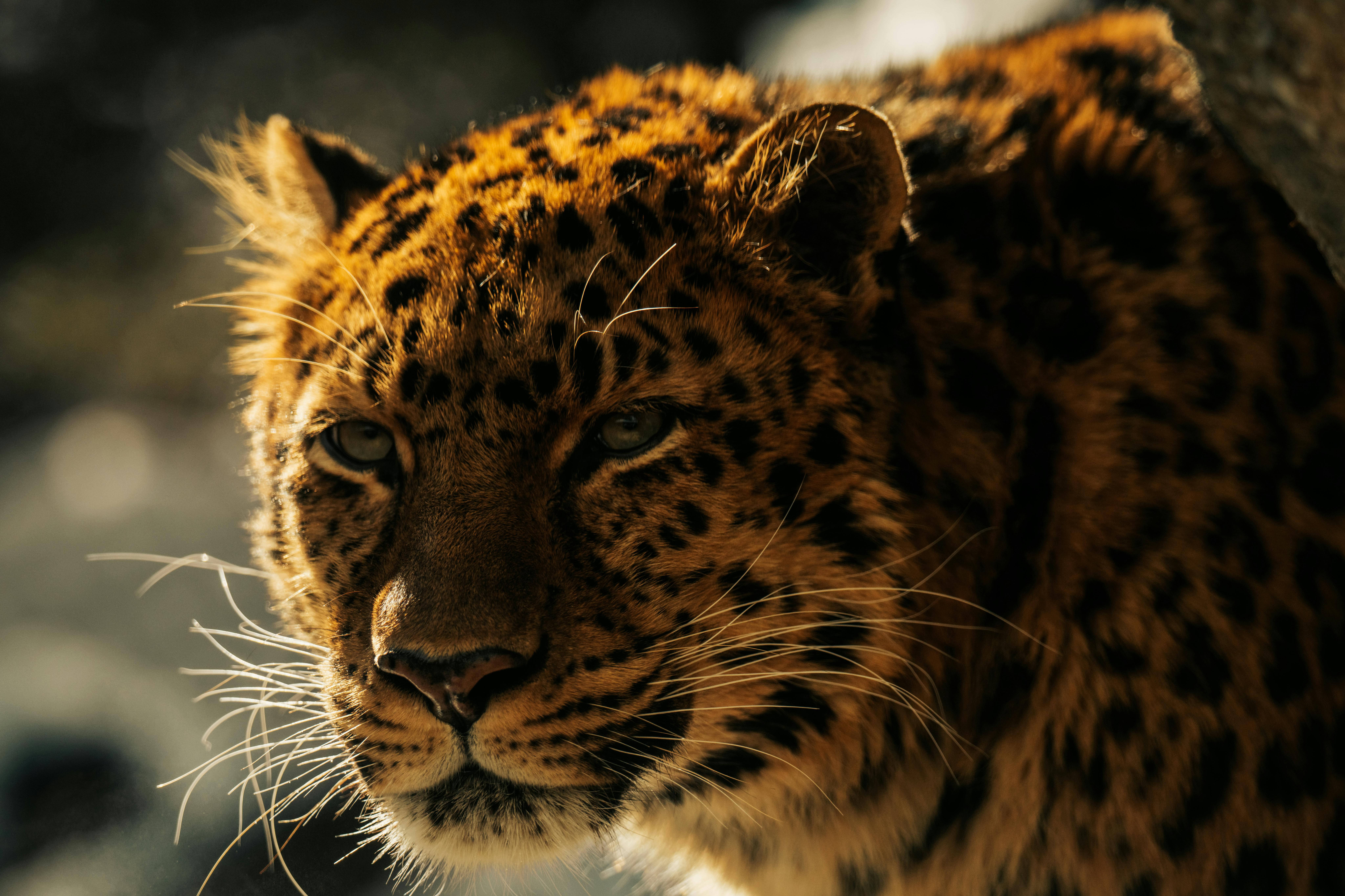 8192x5461 Best Leopard Photo · 100% Free Downloads