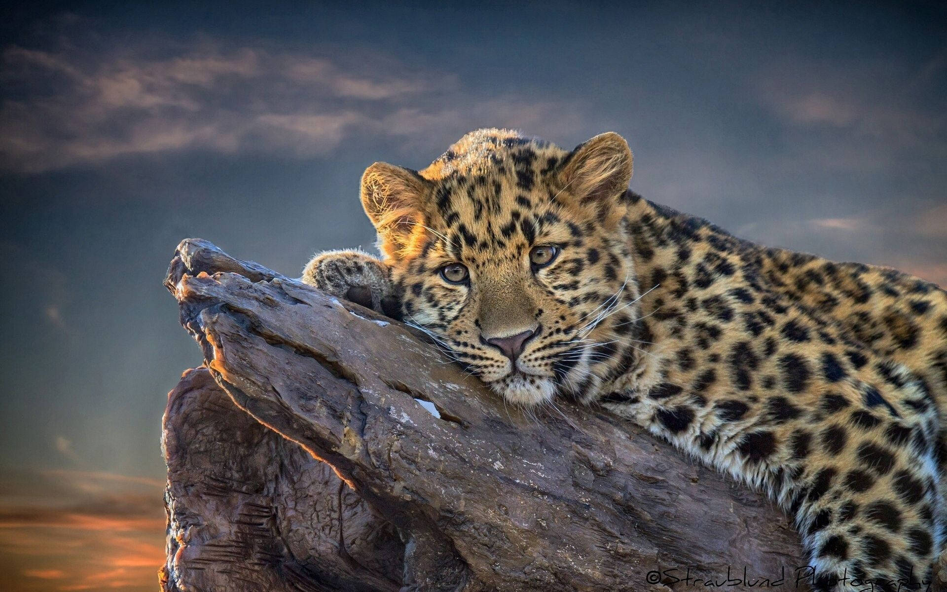 1920x1200 Download Leopard Wallpaper