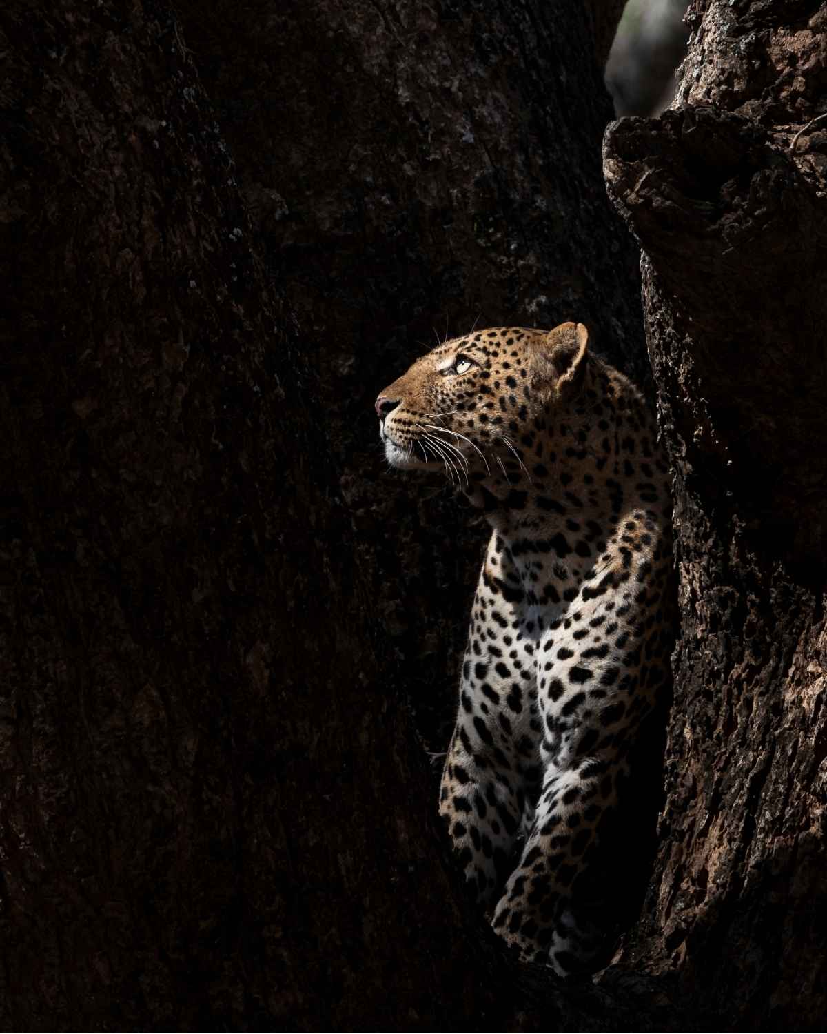 1200x1500 LEARN MORE ABOUT THE AFRICAN LEOPARD