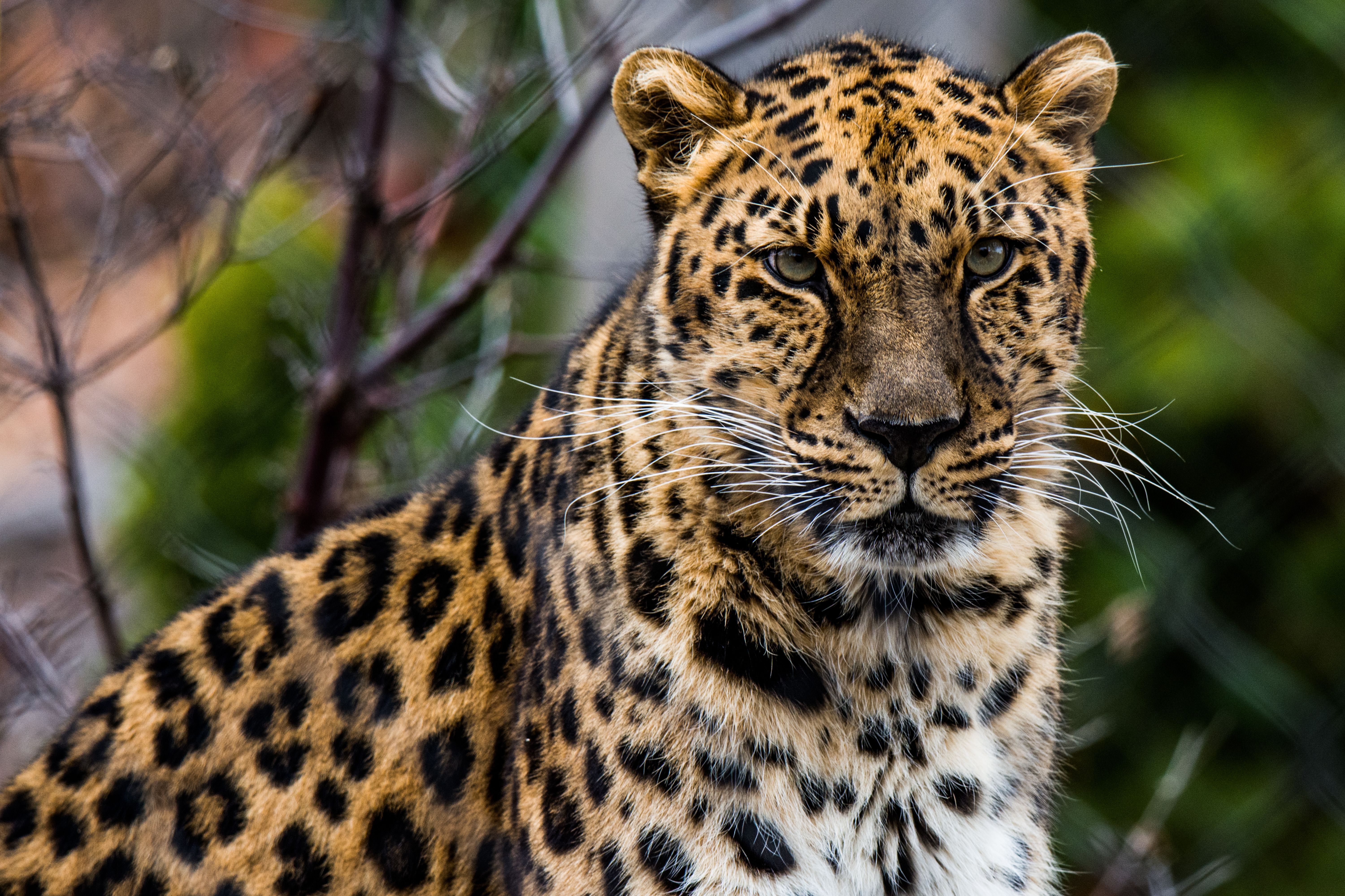 6000x4000 African Leopard Phone Wallpaper: Free 4K & HD Downloads