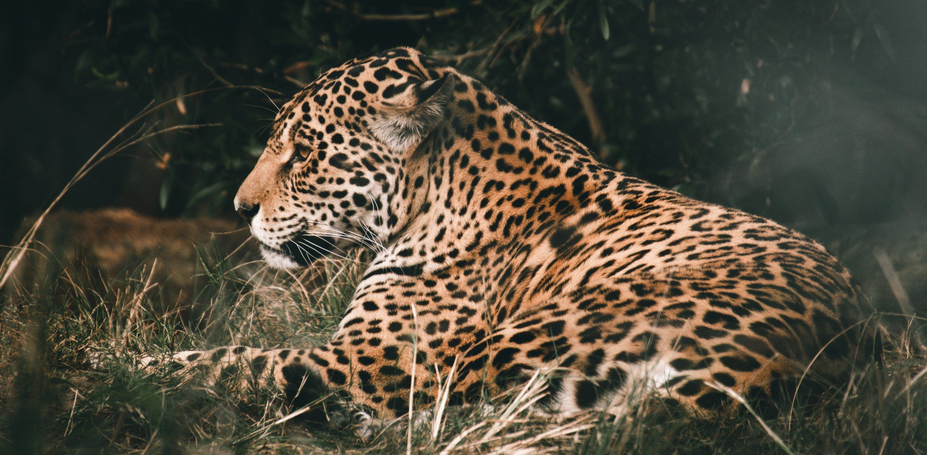 3000x1474 A large leopard laying down in the grass photo
