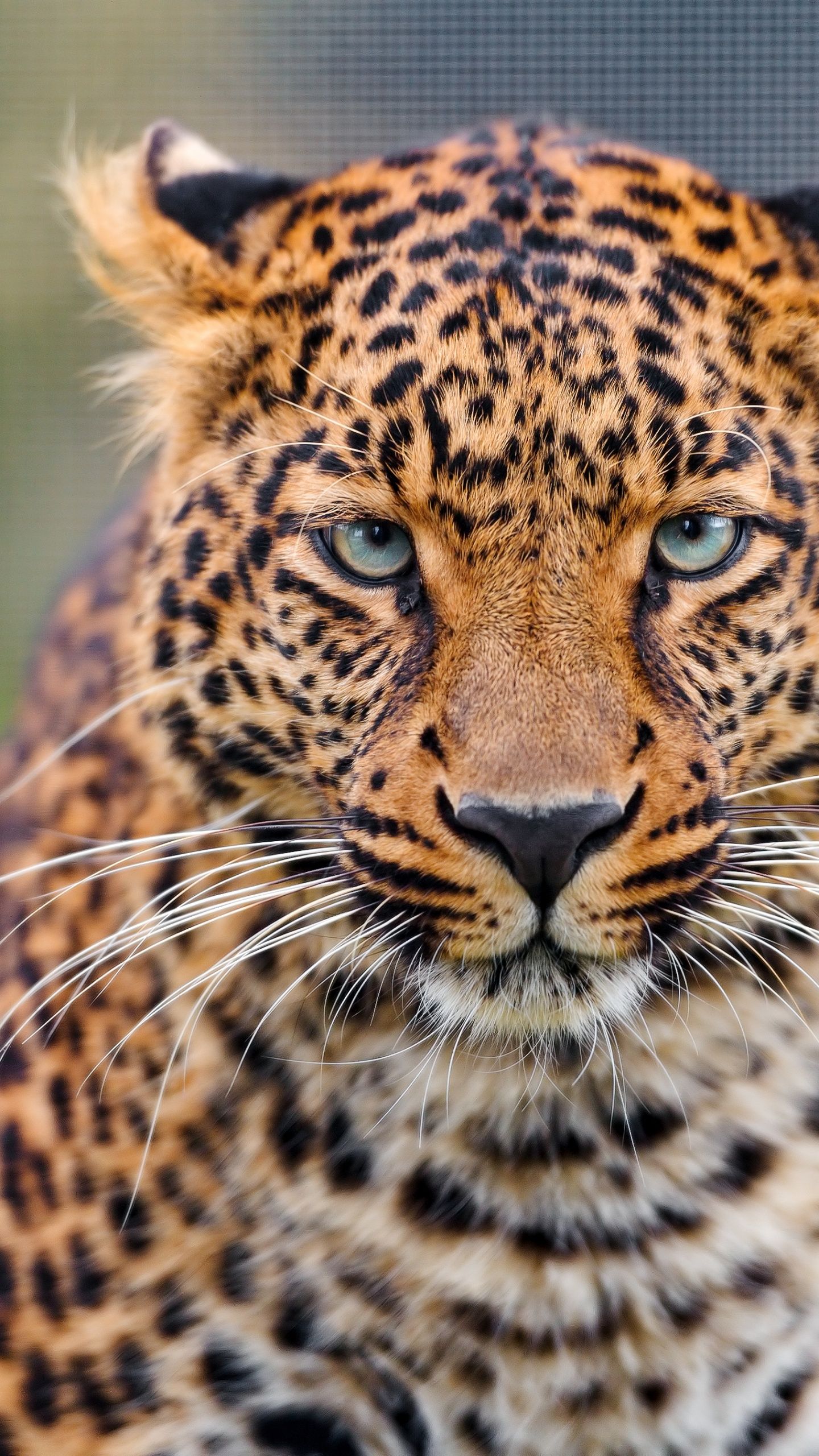1440x2560 Leopard Wallpaper 4K, Closeup, Zoo, Wild animal, Face