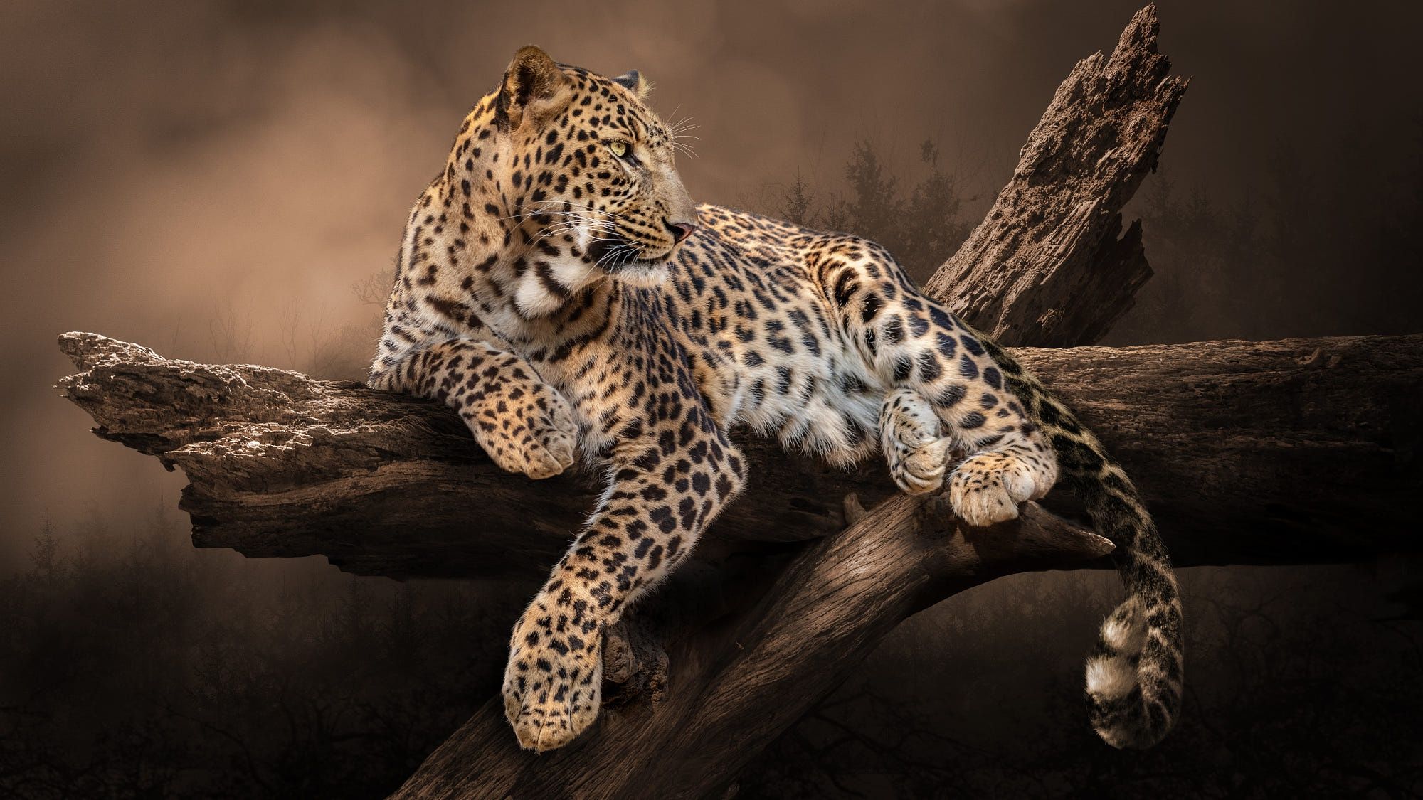 2000x1125 Wallpaper trees, nature, pose, animal, predator, leopard for mobile and desktop, section кошки, resolution 2000x1125