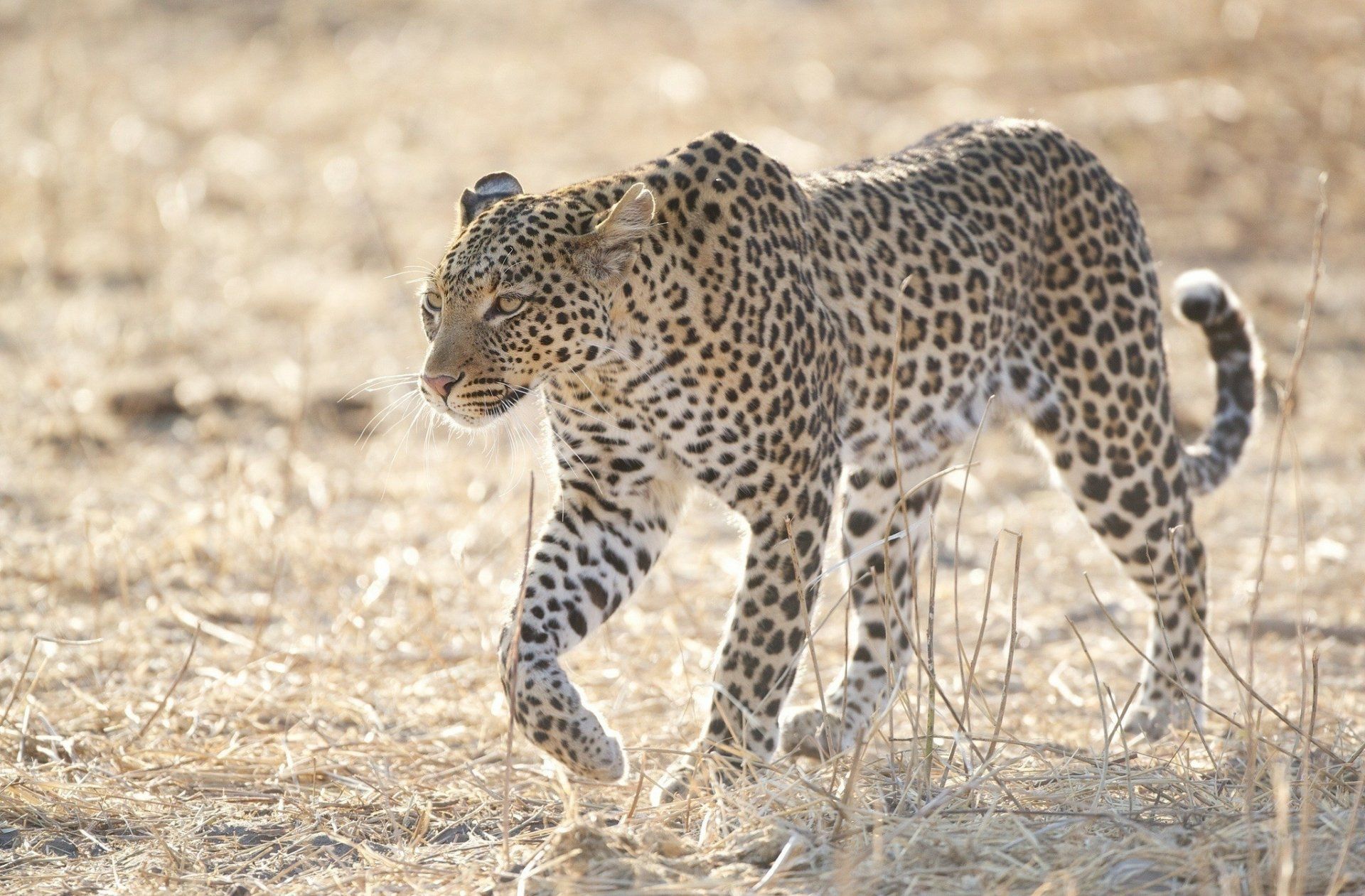 1920x1261 Savanna Leopard HD Wallpaper: Majestic Wild Beauty in Focus