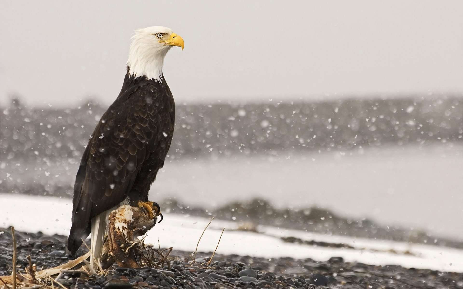 1920x1200 Free Bald Eagle Wallpaper