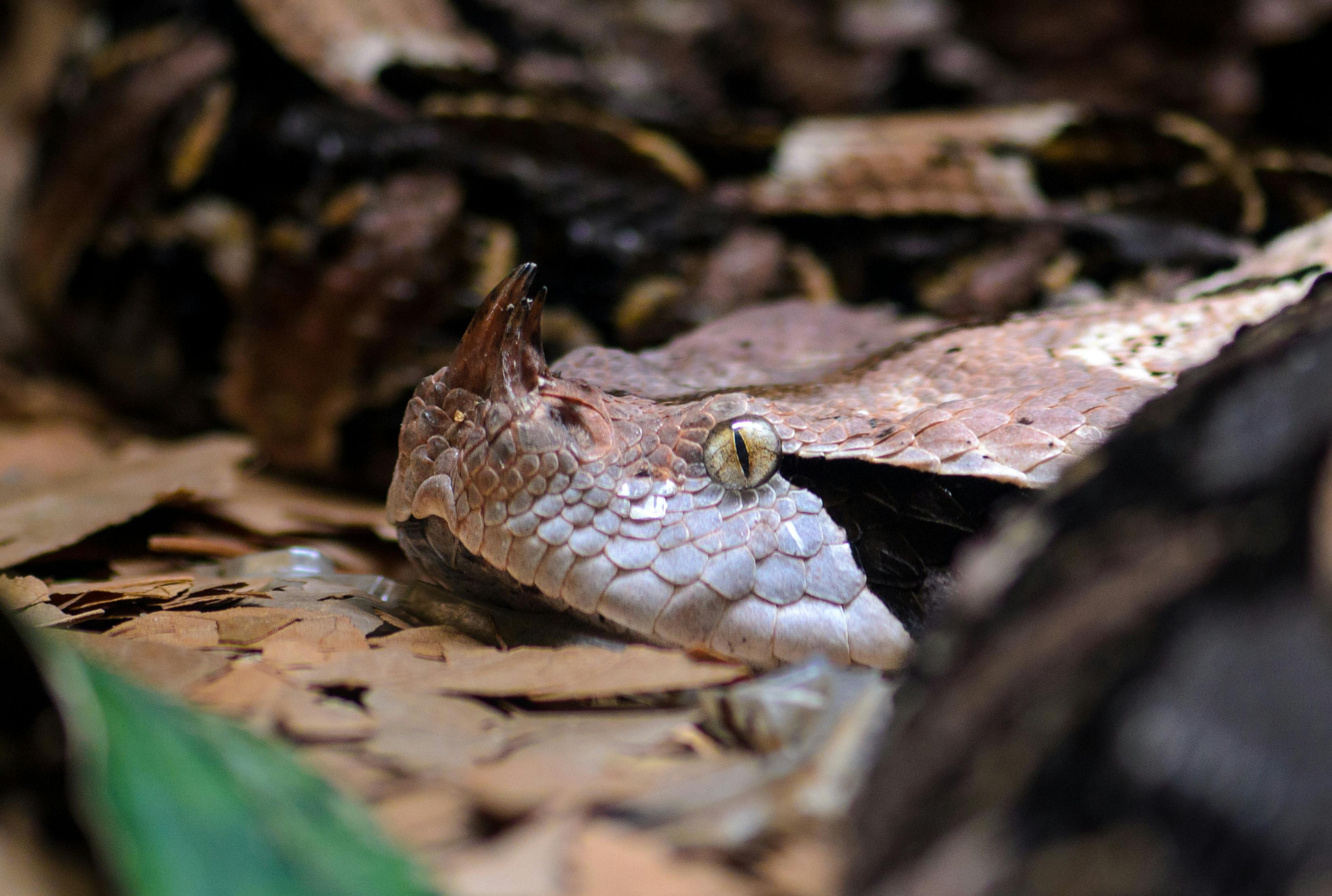 3293x2215 Close Up Of Lying Gaboon Viper On Dry Leaves · Free