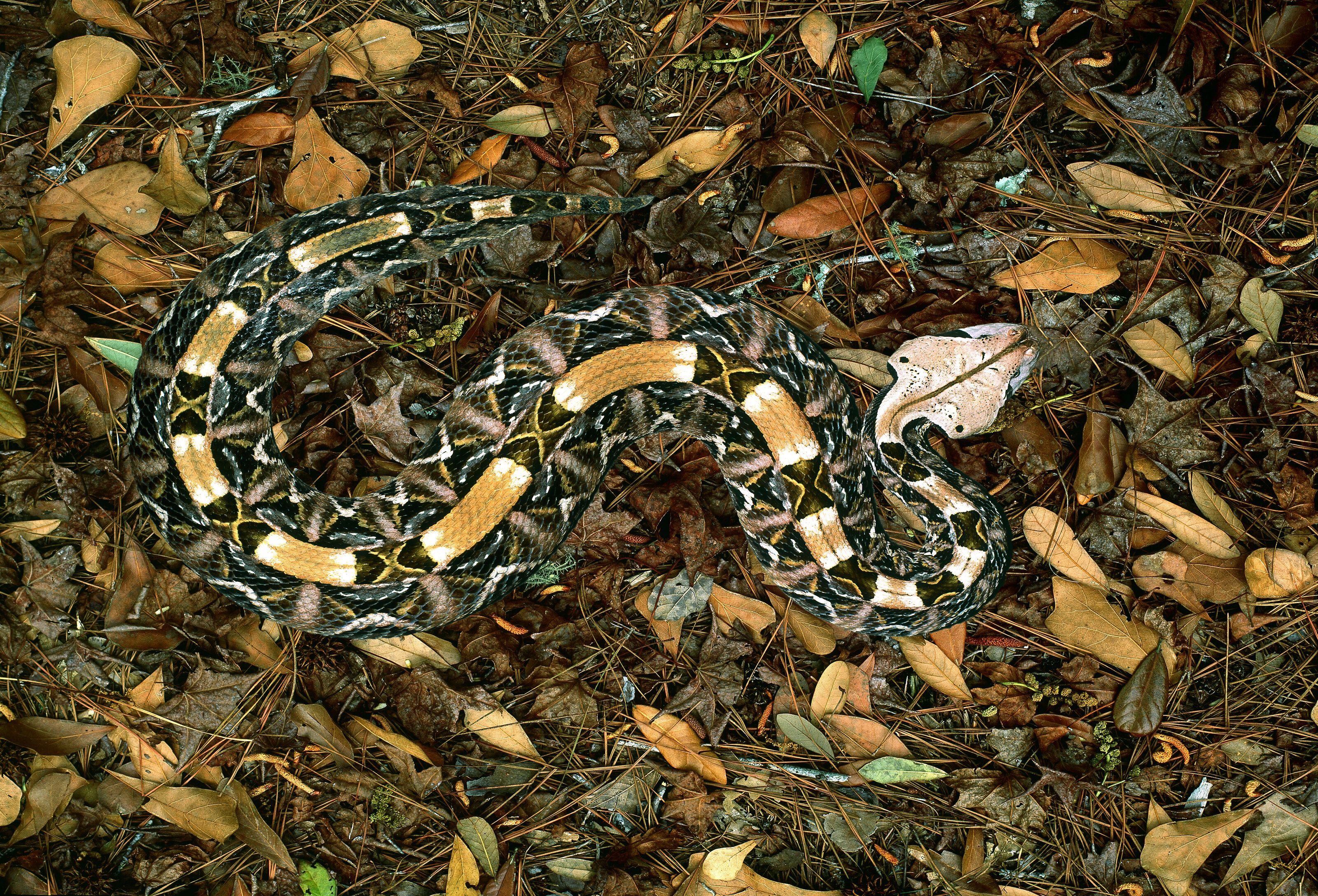 3200x2176 Gaboon Viper, West Africa Wall Mural