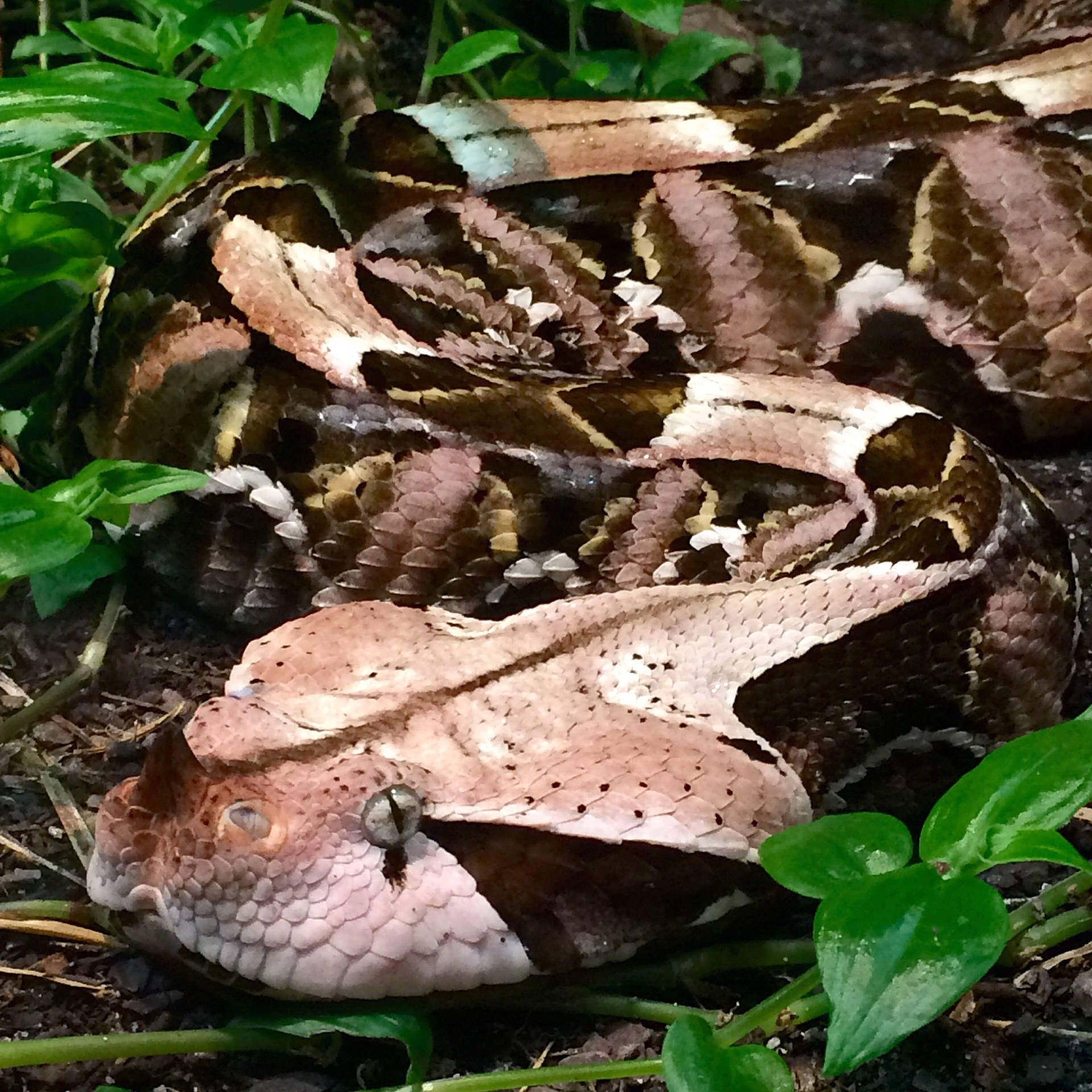 1920x1920 Download Gaboon Viper Aesthetic Camouflage Snake Wallpaper