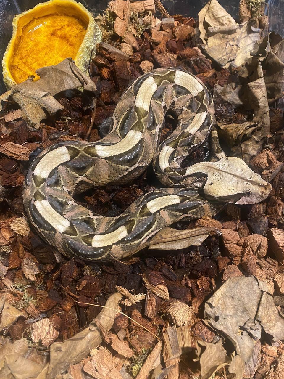 960x1280 Western Gaboon Vipers Collection