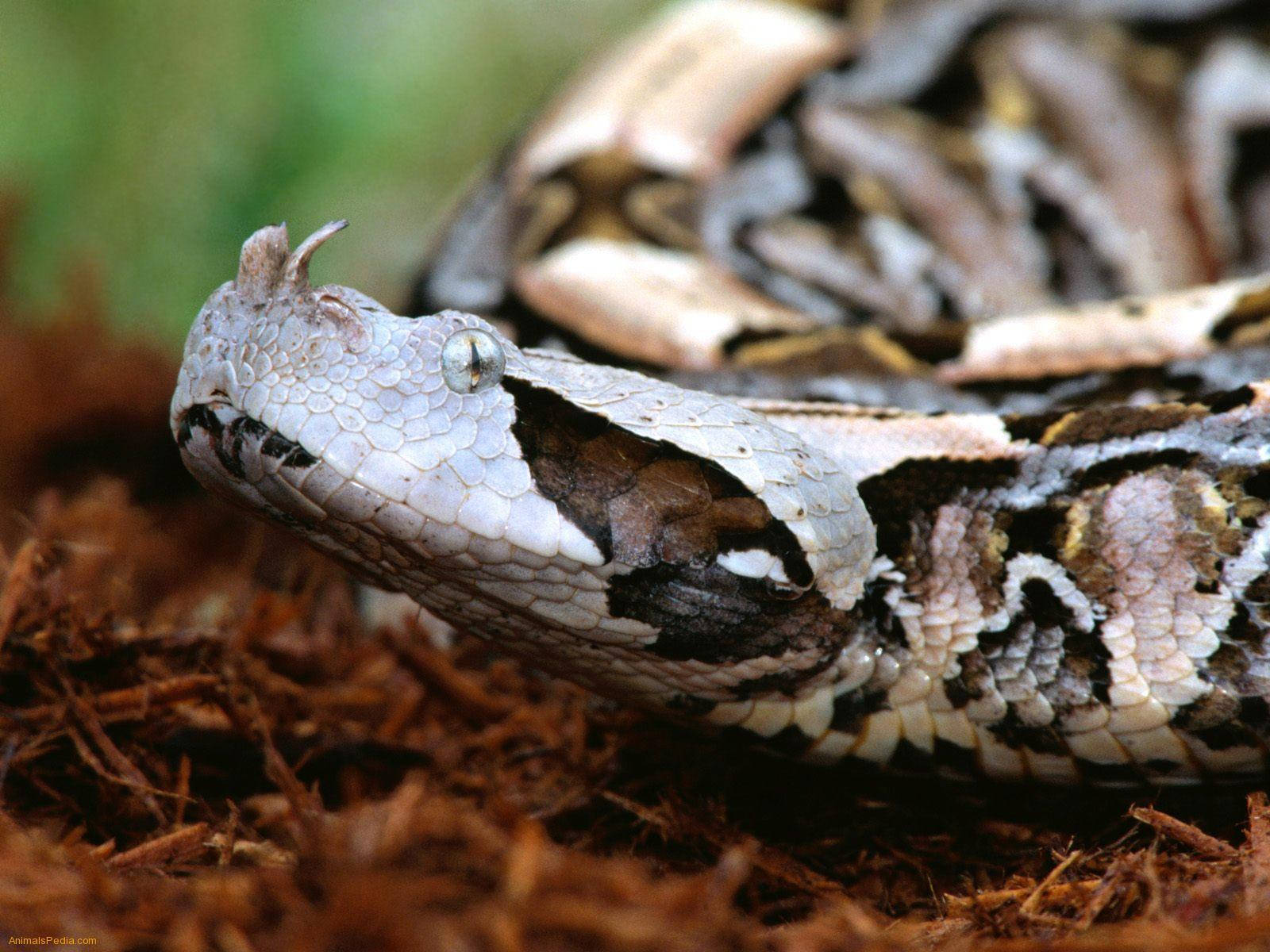 1600x1200 Gaboon Viper Picture