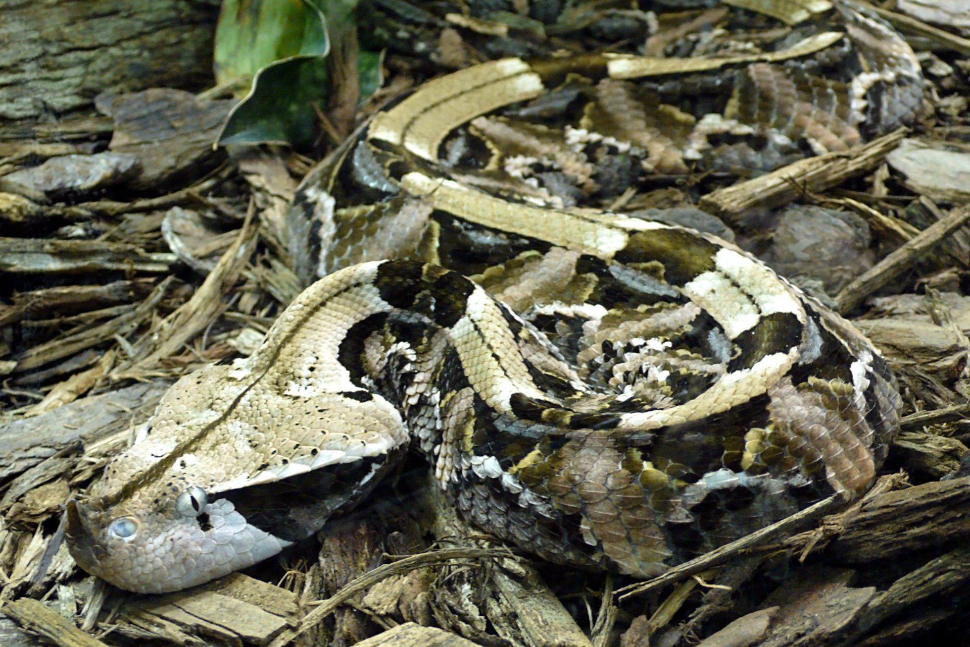 1920x1282 Download Animal Gaboon Viper HD Wallpaper