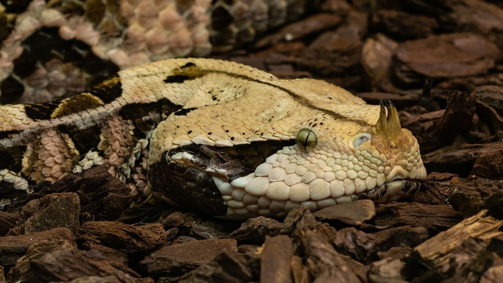1600x900 Meet The Snake With The Longest Fangs In The World. Pets Animals News Indian Express