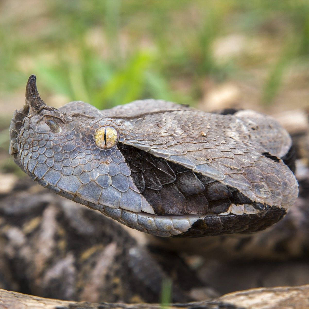 1200x1200 Download Gaboon Viper Portrait Macro Shot Wallpaper