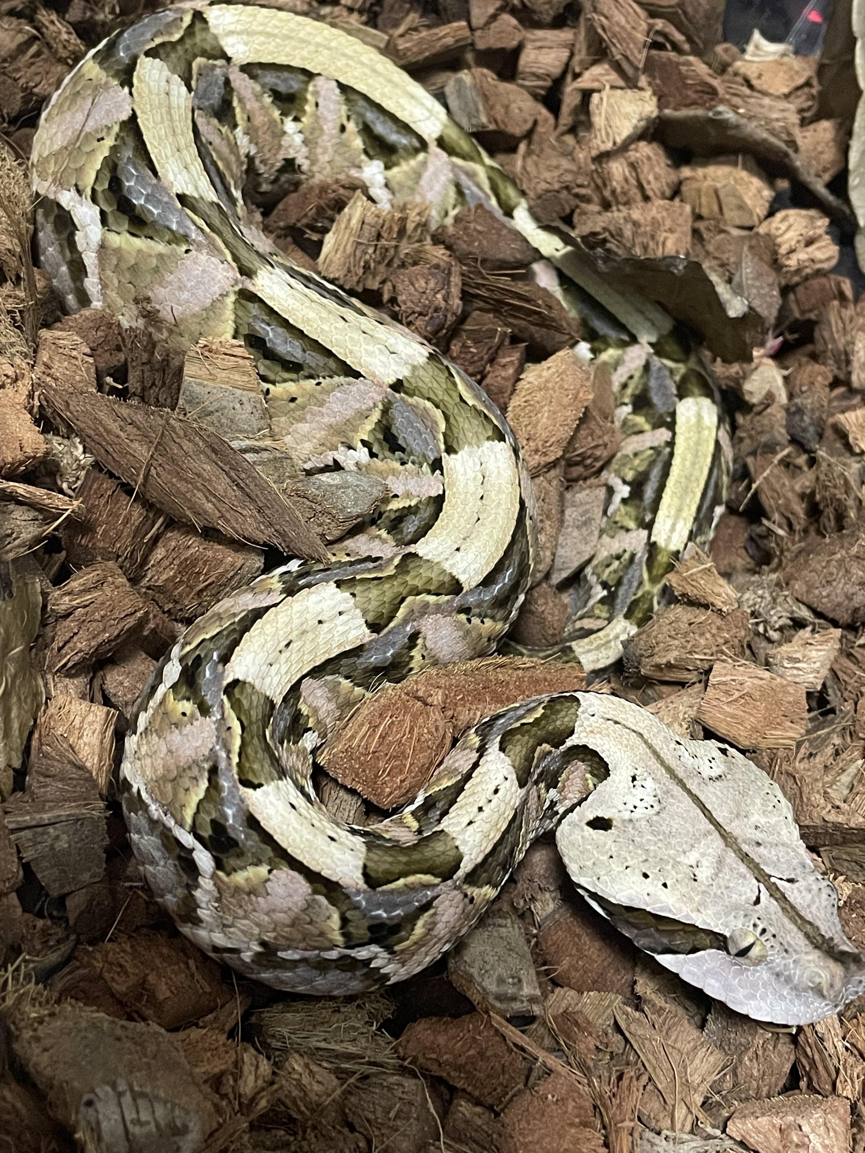 3024x4032 A beautifully colored Western Gaboon Viper