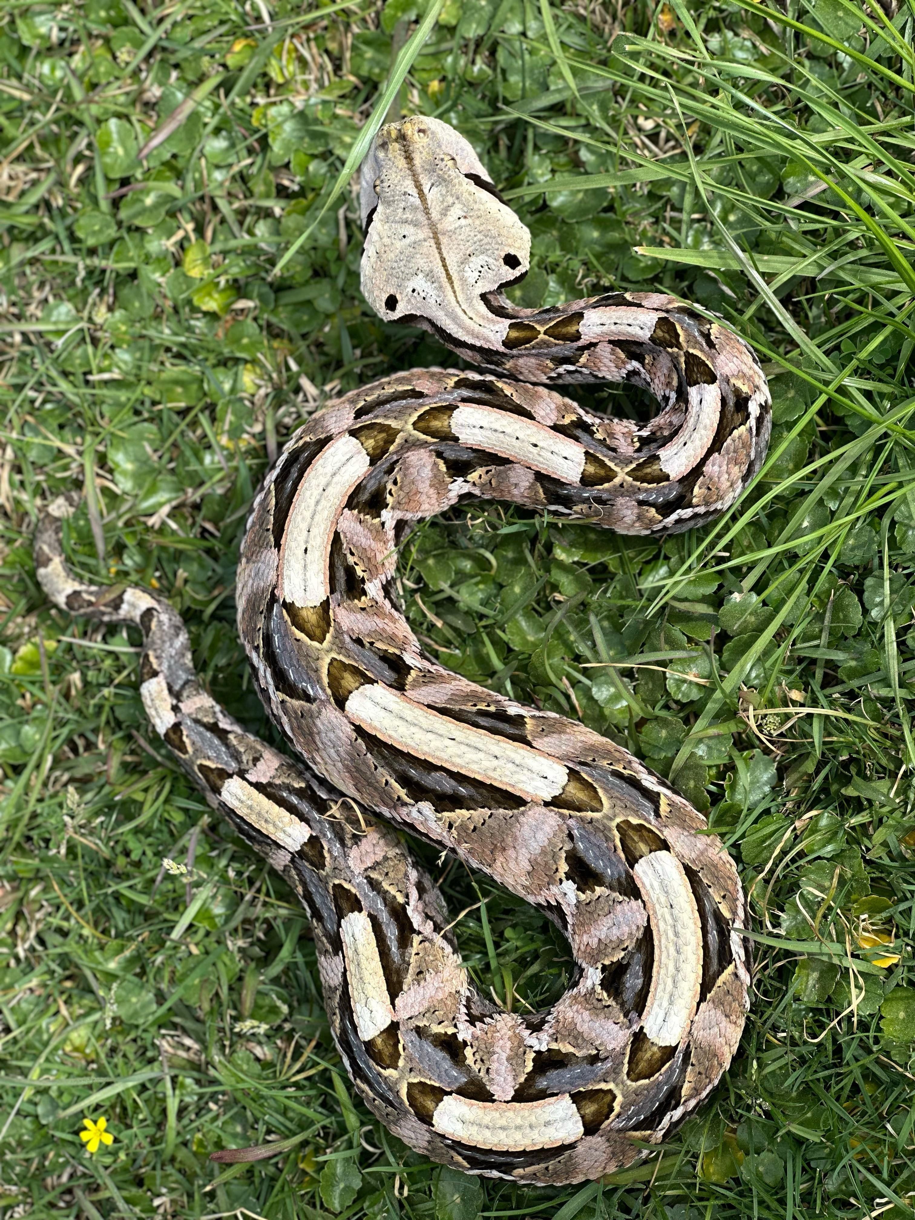 3024x4032 People with gaboon vipers, why do you have them?