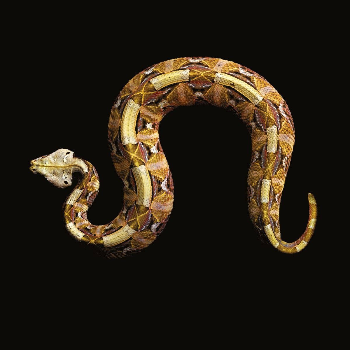 1200x1200 Download Gorgeous Gaboon Viper Top View Illustration Wallpaper