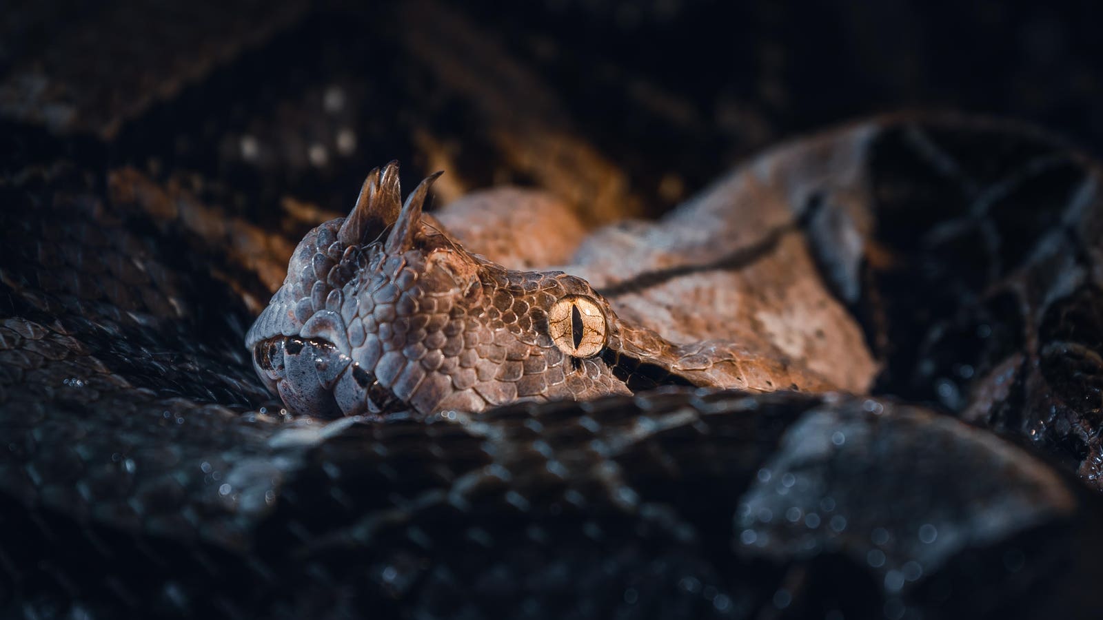 1600x900 Nightmarish Facts About The 'Gaboon Viper'—Fang Length, Venom Yield And Camouflage
