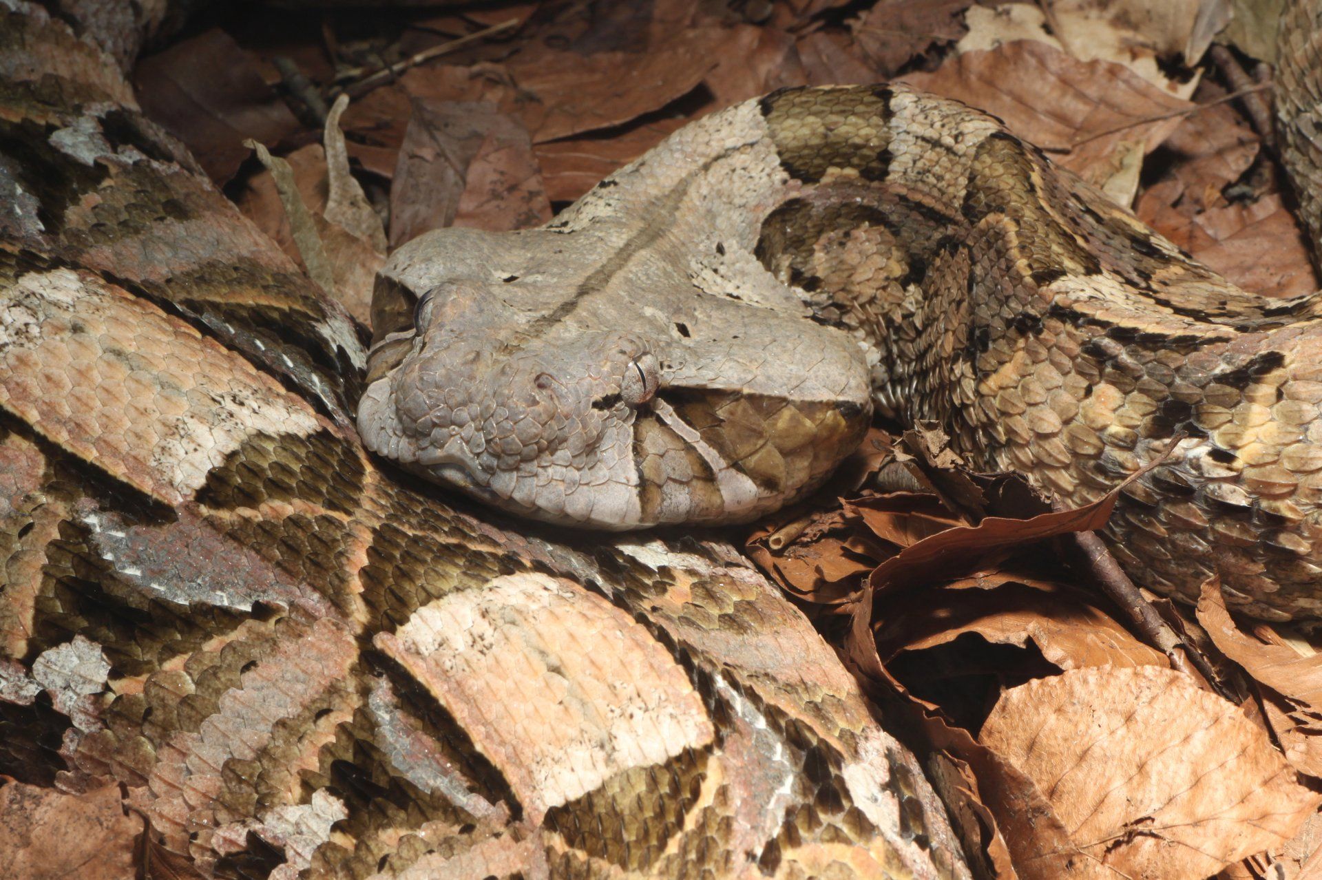1920x1278 Download Animal Gaboon Viper HD Wallpaper
