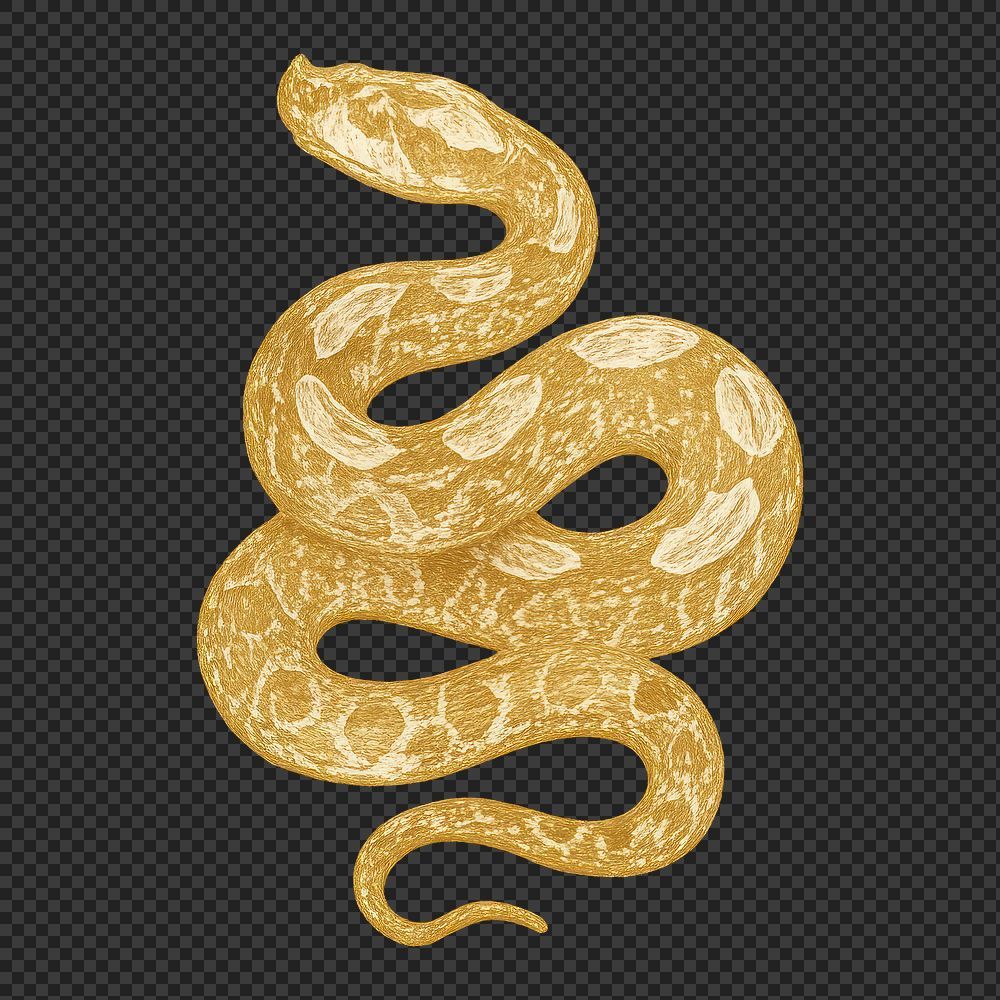 1000x1000 Gaboon Viper Image Wallpaper