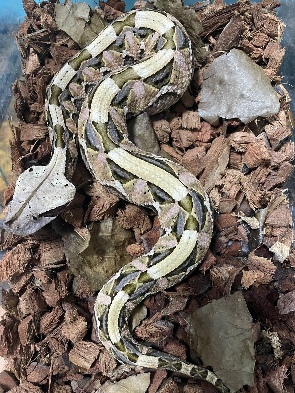 960x1280 Western Gaboon Vipers Collection