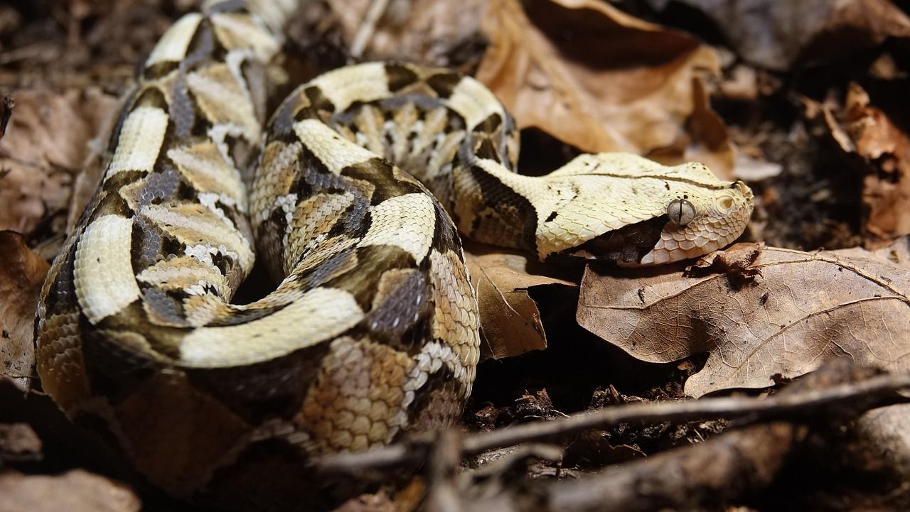 1280x721 Free Gaboon Viper & Viper Image