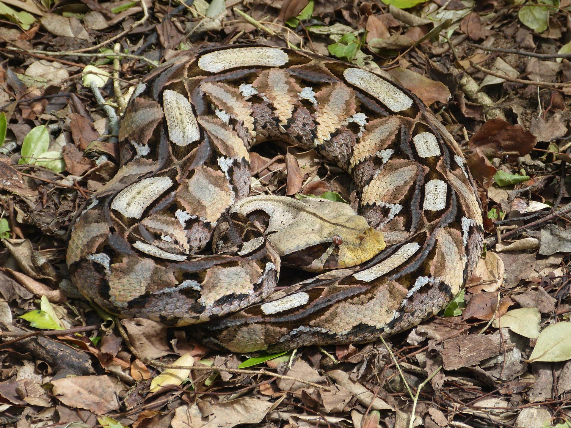 1920x1440 Download Venomous Gaboon Viper Camouflage Disguise Wallpaper