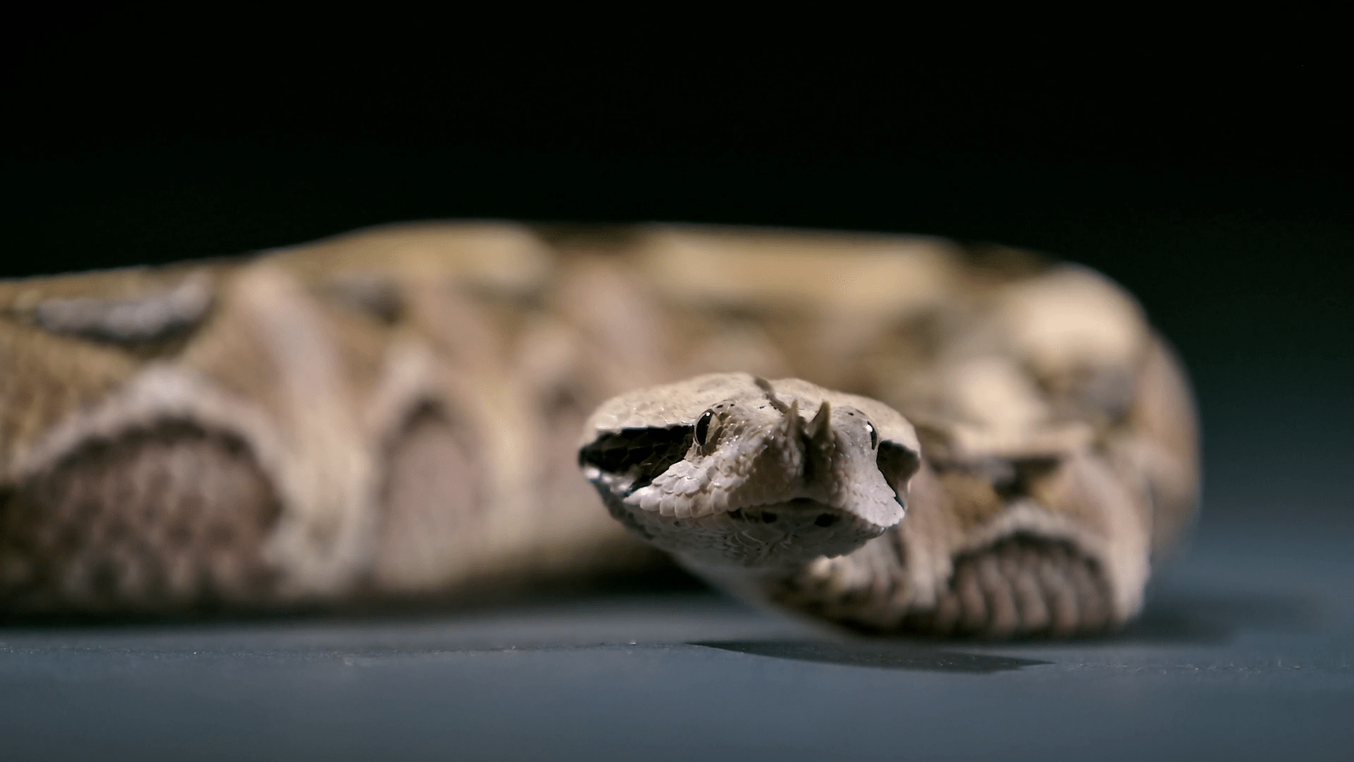 1920x1080 Gaboon Viper Looking Around Flicking Tongue Studio