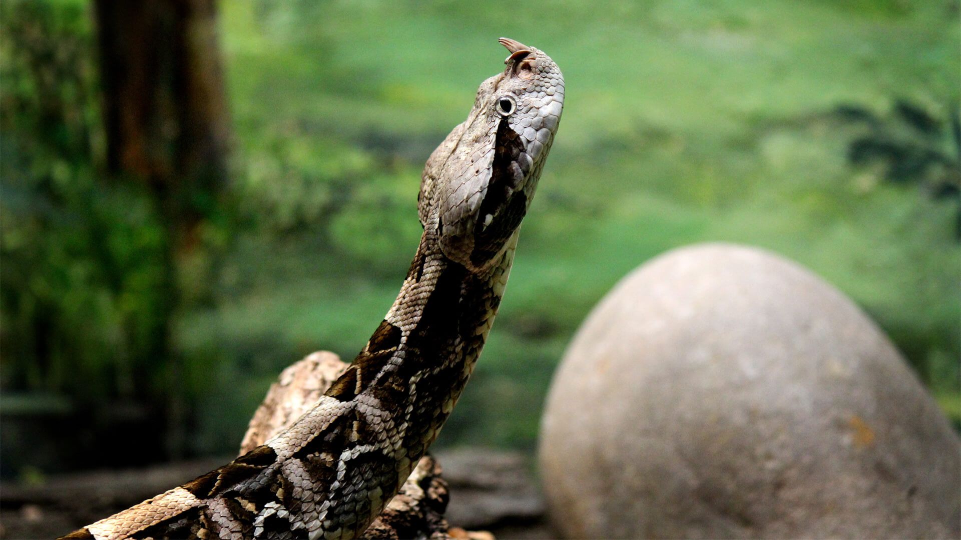 1920x1080 Central Florida Zoo & Botanical Gardens Gaboon Viper Attraction. Central Florida Zoo Animals