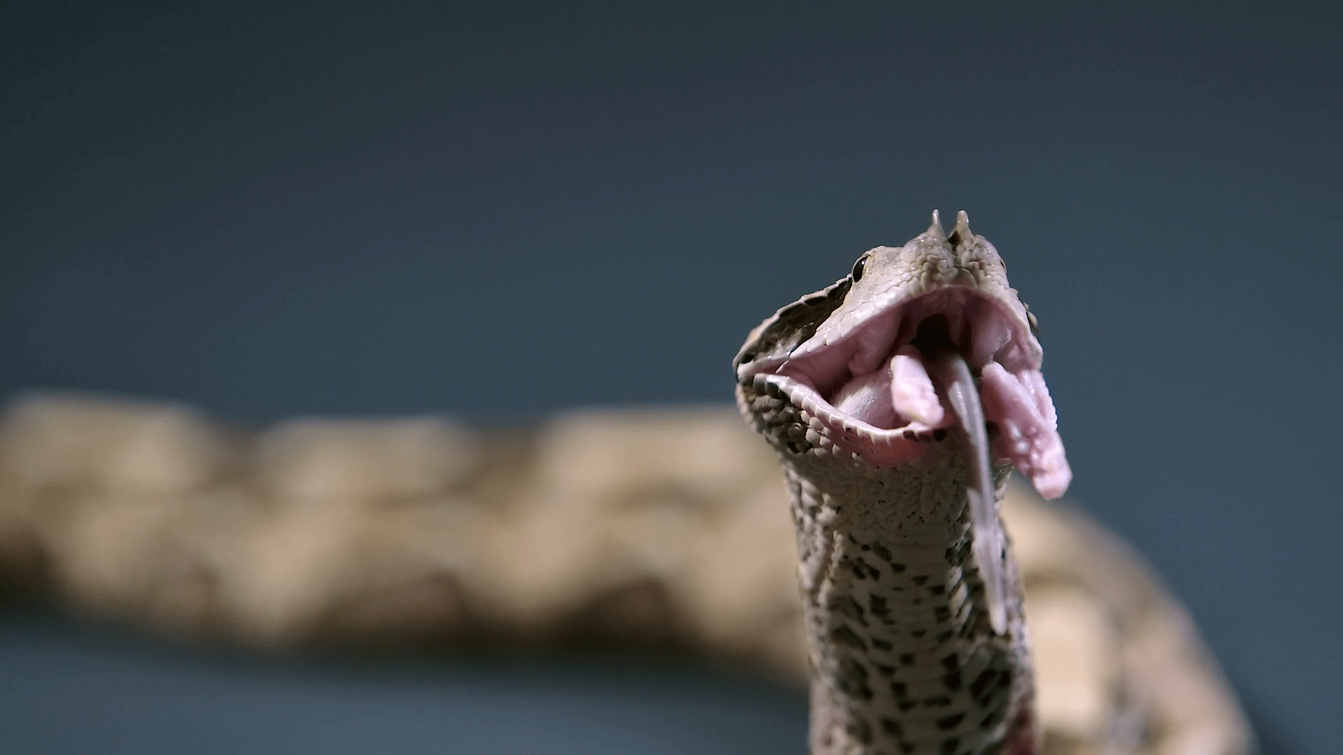 1920x1080 Gaboon Viper Swallowing Prey Handheld Front View Studio
