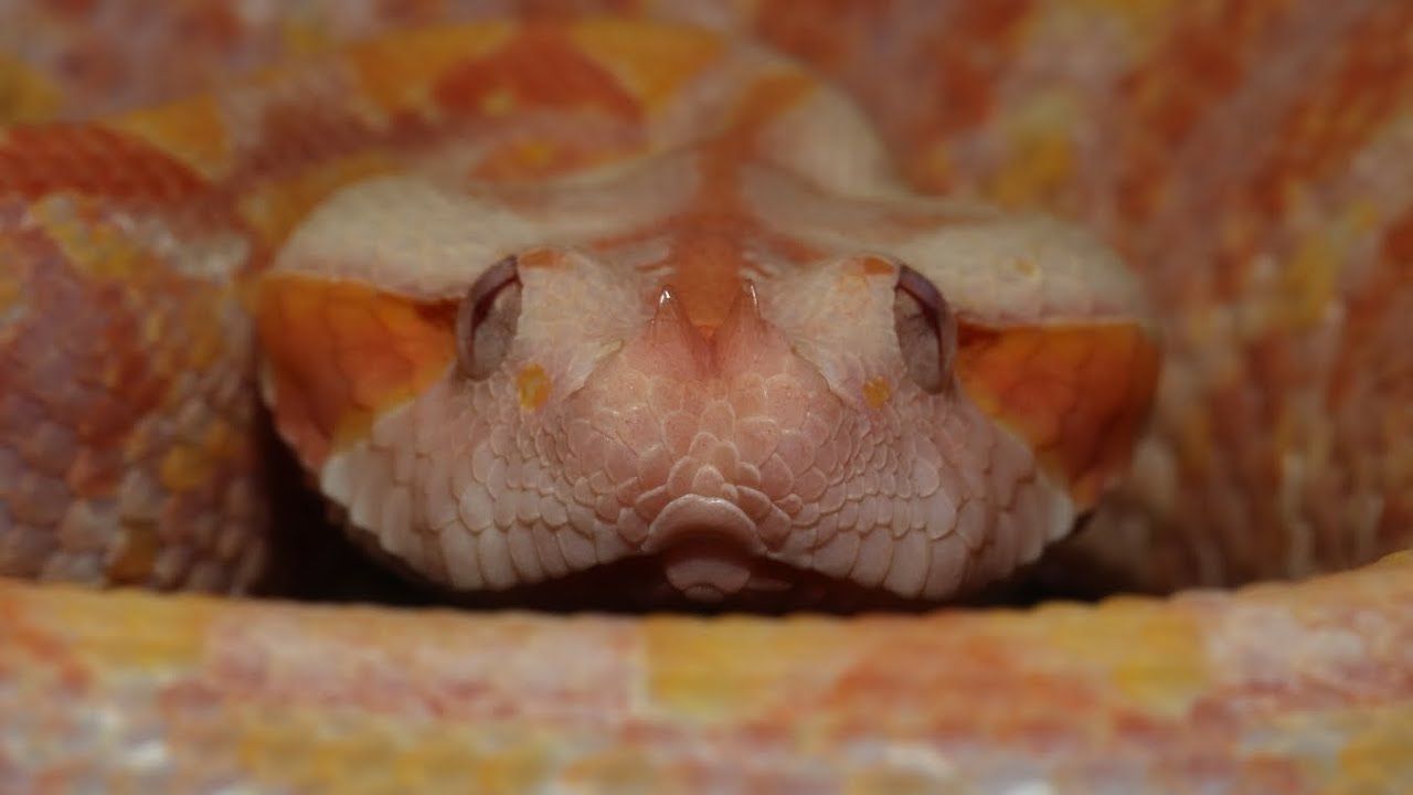 1280x720 Neo the Albino West African Gaboon Viper is glowing