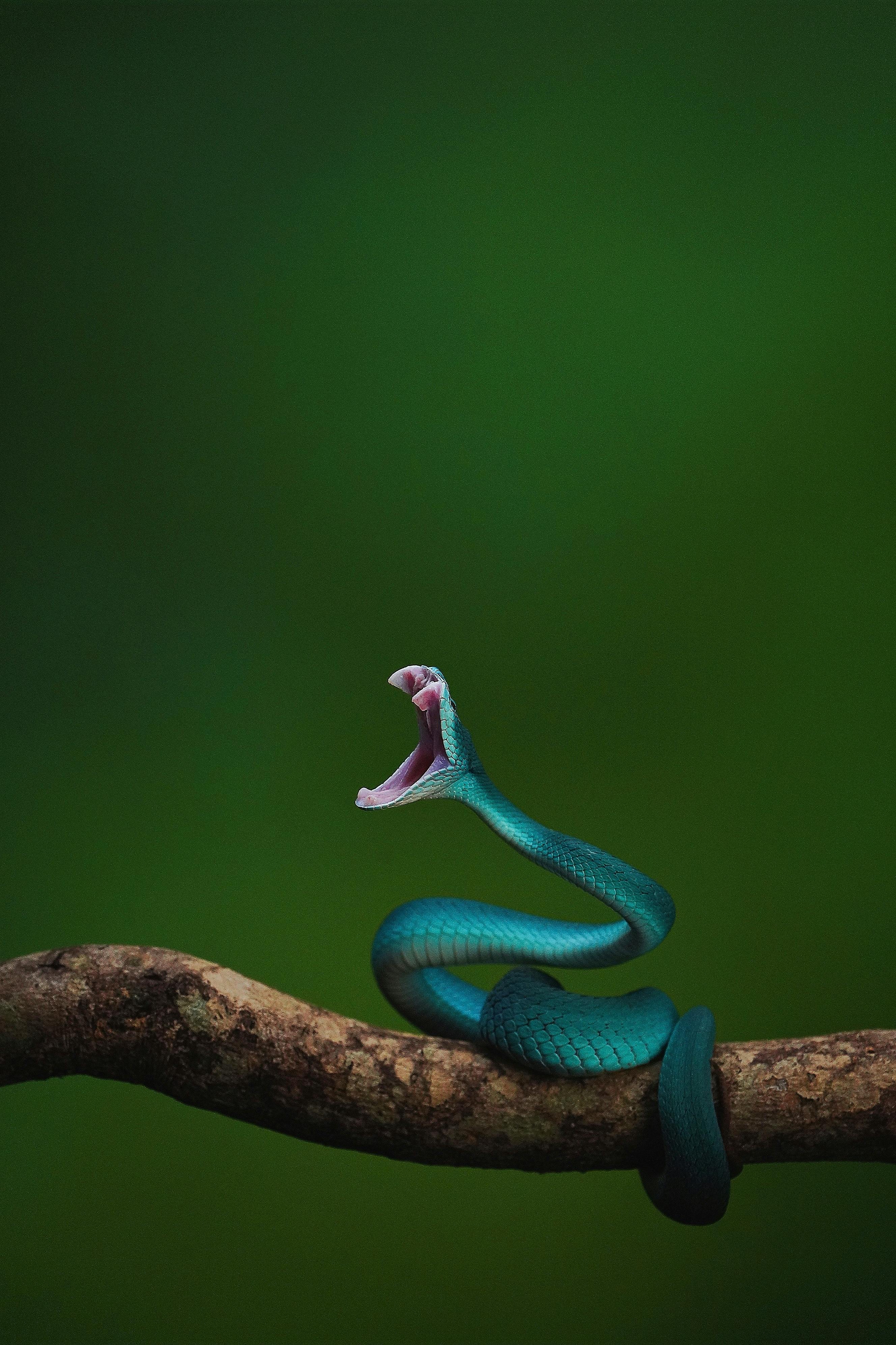 2656x3984 Viper Snake Photo, Download The BEST Free Viper Snake & HD Image