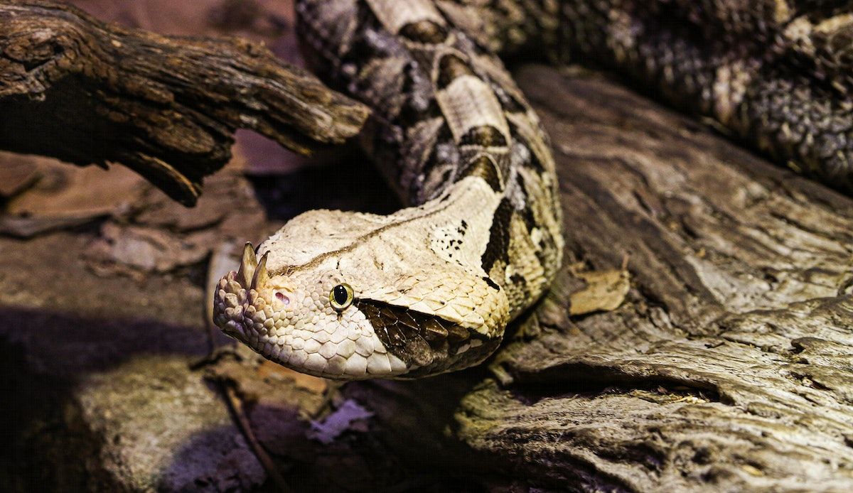 1200x694 Gaboon Viper Wallpaper