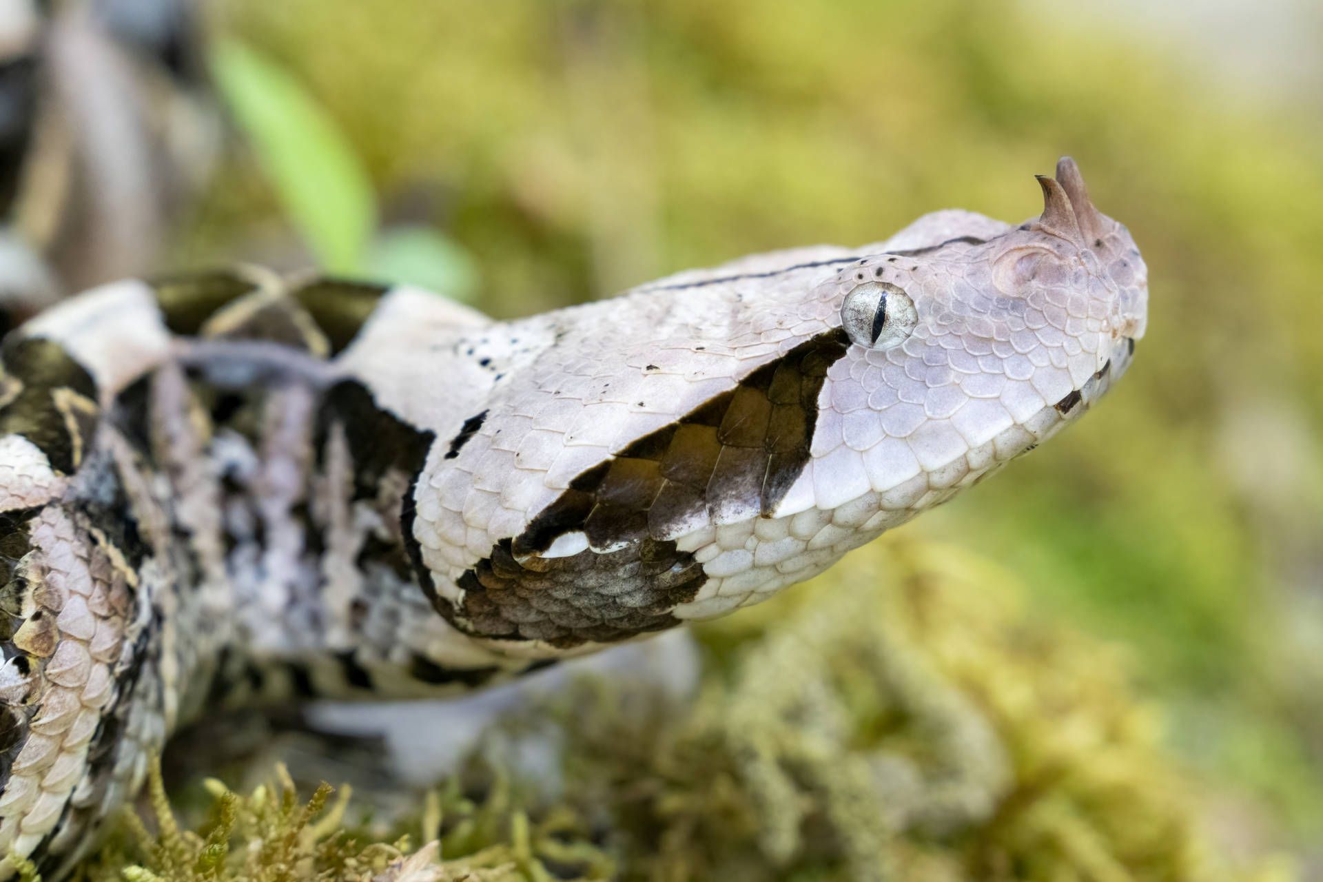 1920x1280 Download Gaboon Viper Beautiful Reptile Side View Angle Wallpaper