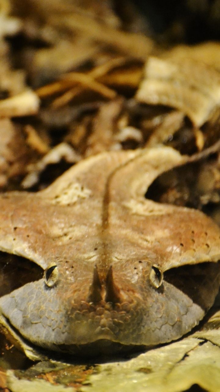 720x1280 Gaboon viper: Africa's camouflaged predator