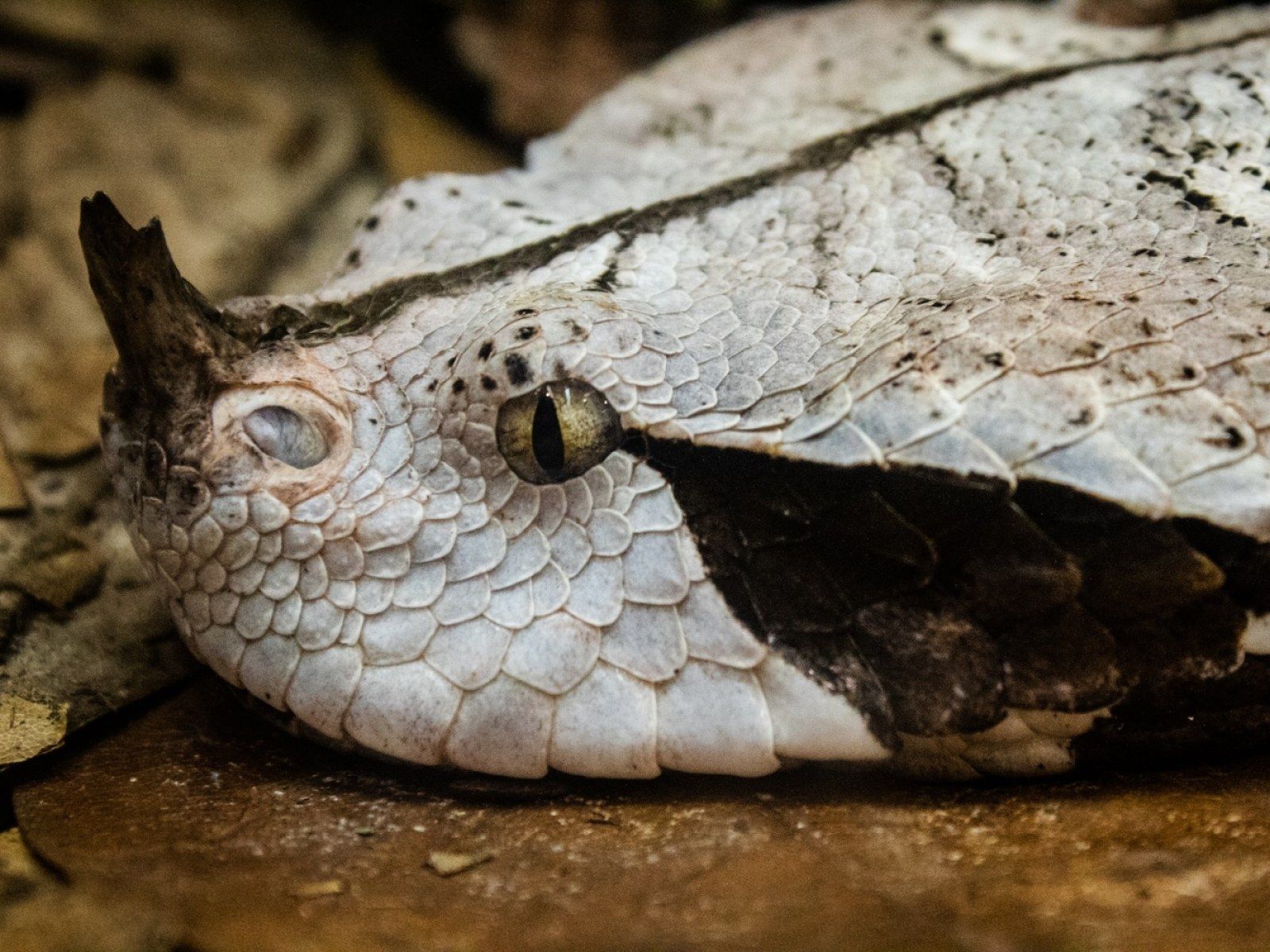 1600x1200 Viper With Record Breaking 2 Inch Long Fangs Has The Ability To Take Down An Antelope