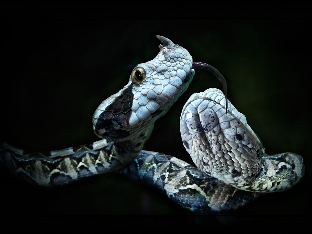 1024x768 Gaboon Viper Wallpaper