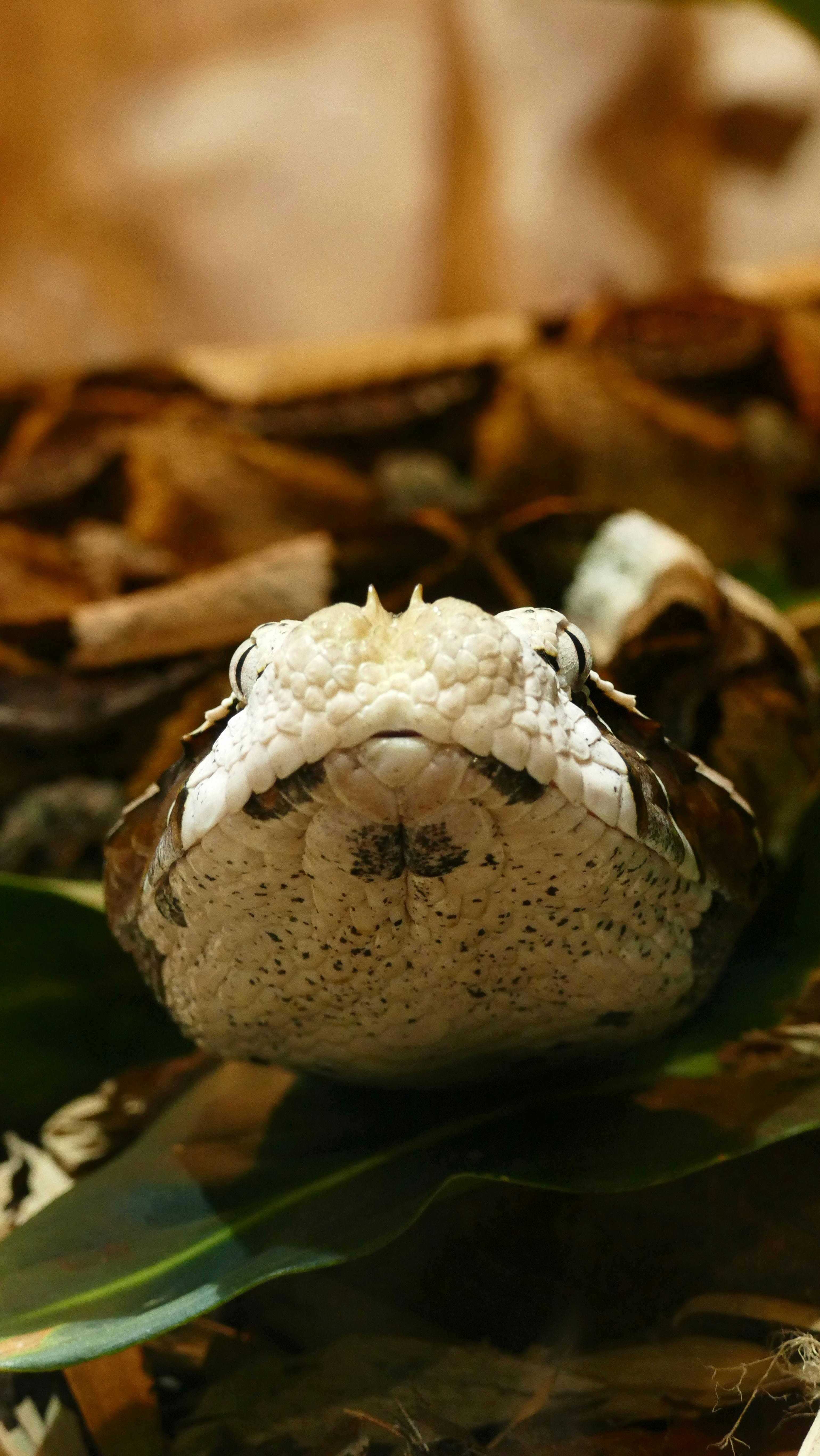 3080x5472 Gaboon Viper Photo, Download The BEST Free Gaboon Viper & HD Image