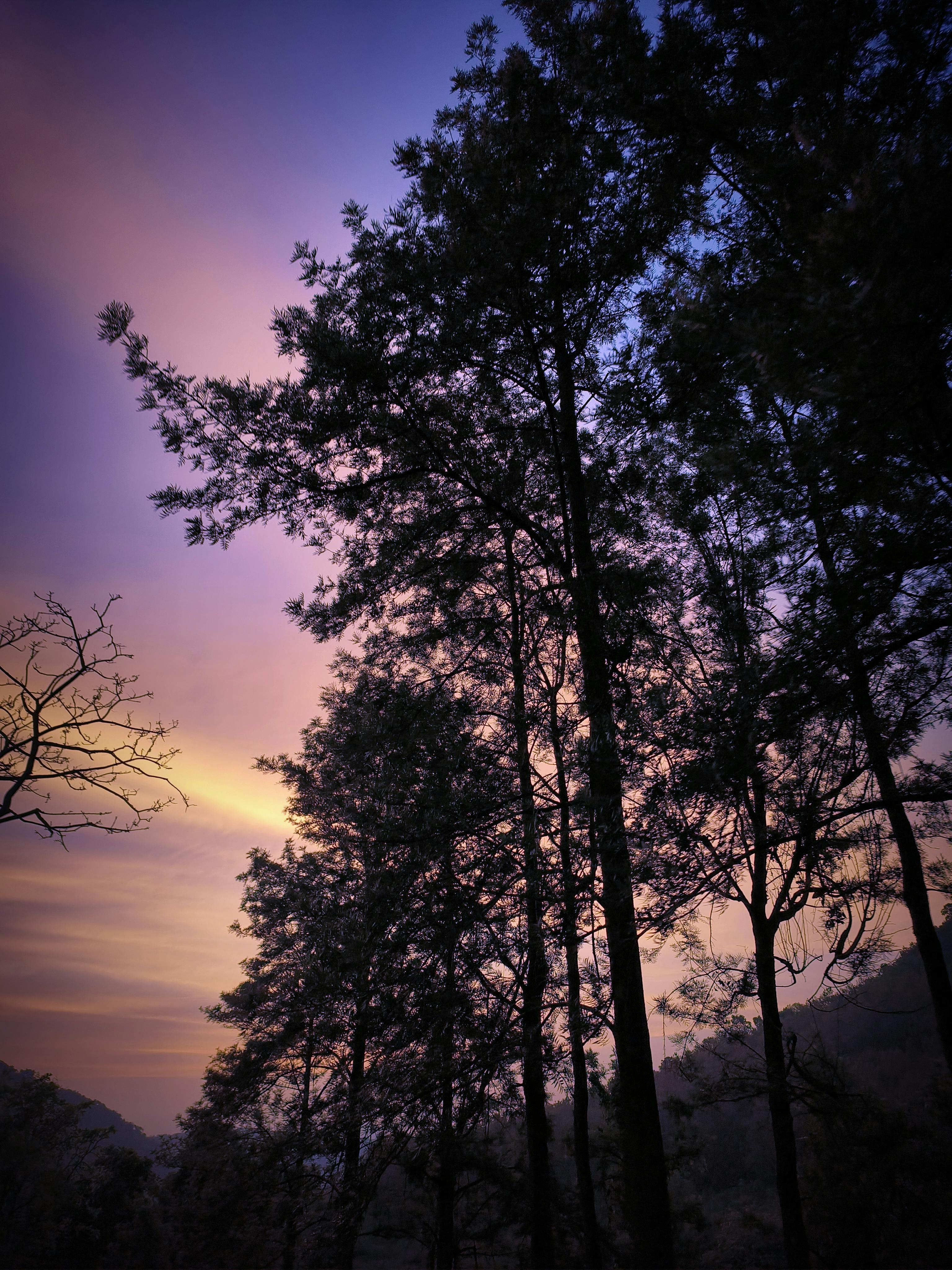 3072x4096 Dramatic Twilight Forest Scene in Odisha, India · Free