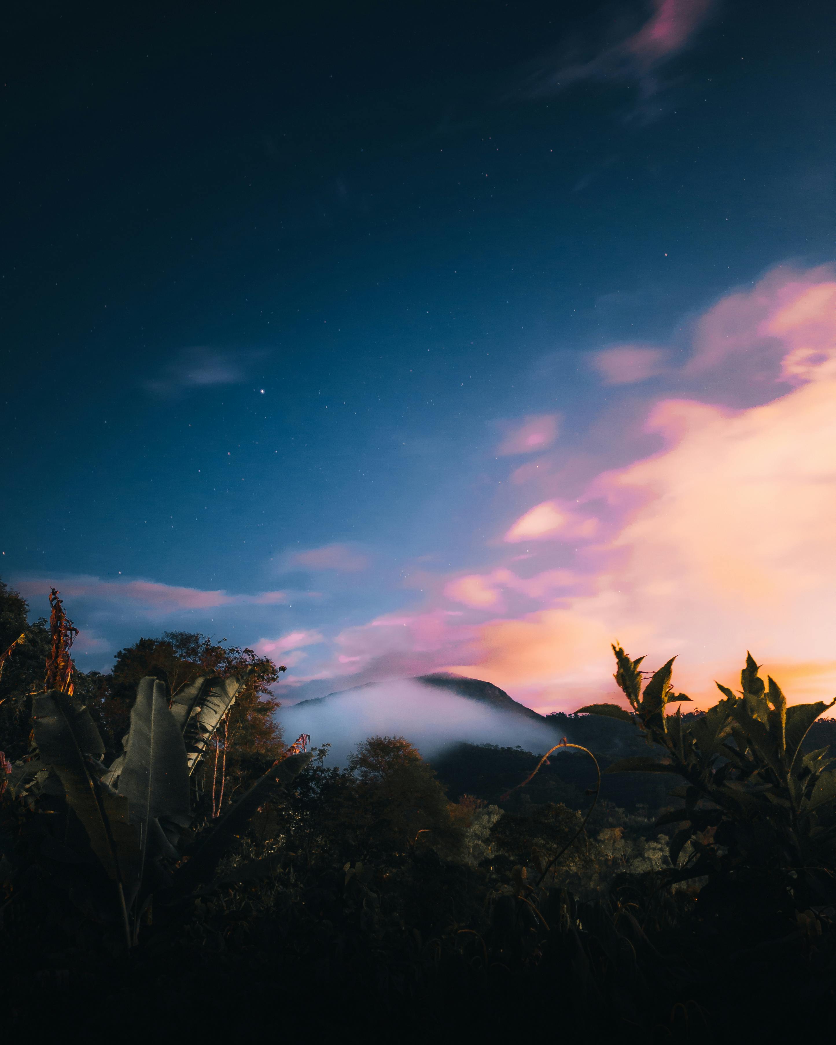 2890x3613 Forest Trees Under the Twilight Sky · Free