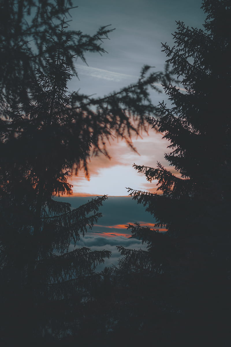 800x1200 Trees, sunset, twilight, dark, landscape, HD phone wallpaper
