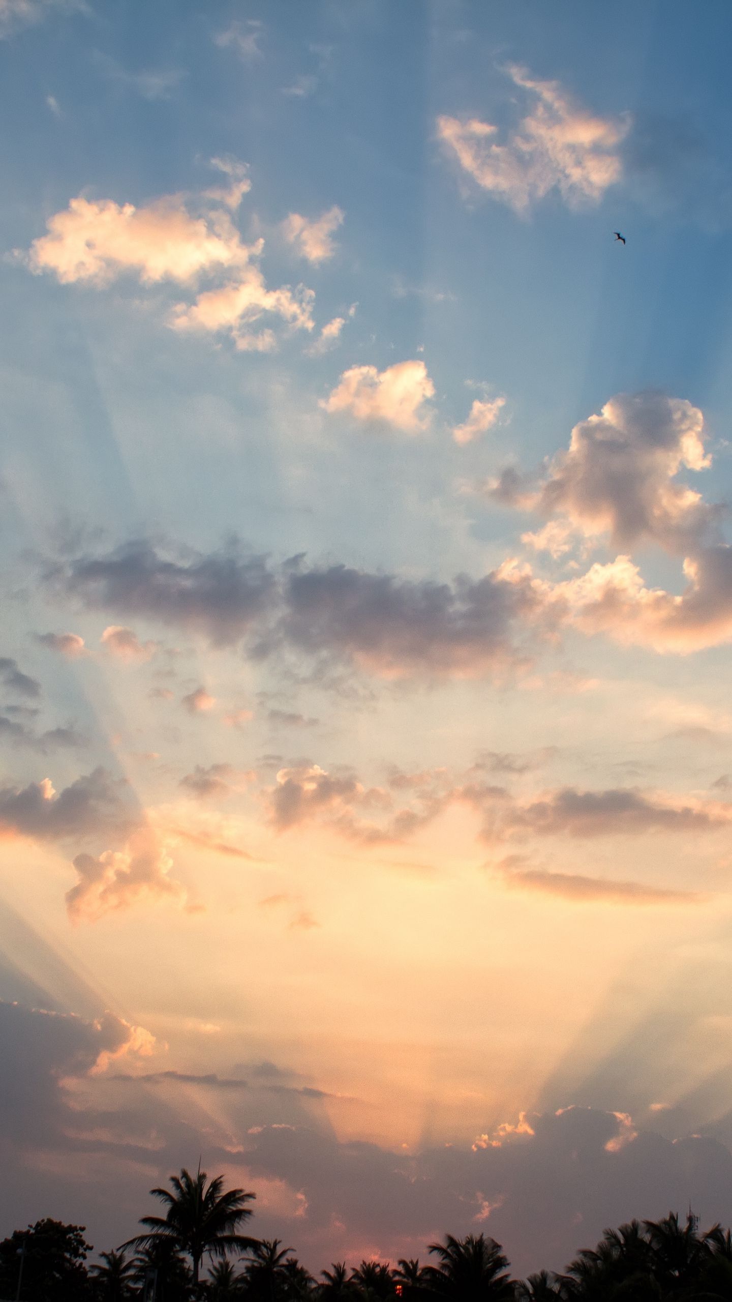 1440x2560 Landscape Sky Clouds Palm Trees Twilight Clouds 4K HD Nature Wallpaper