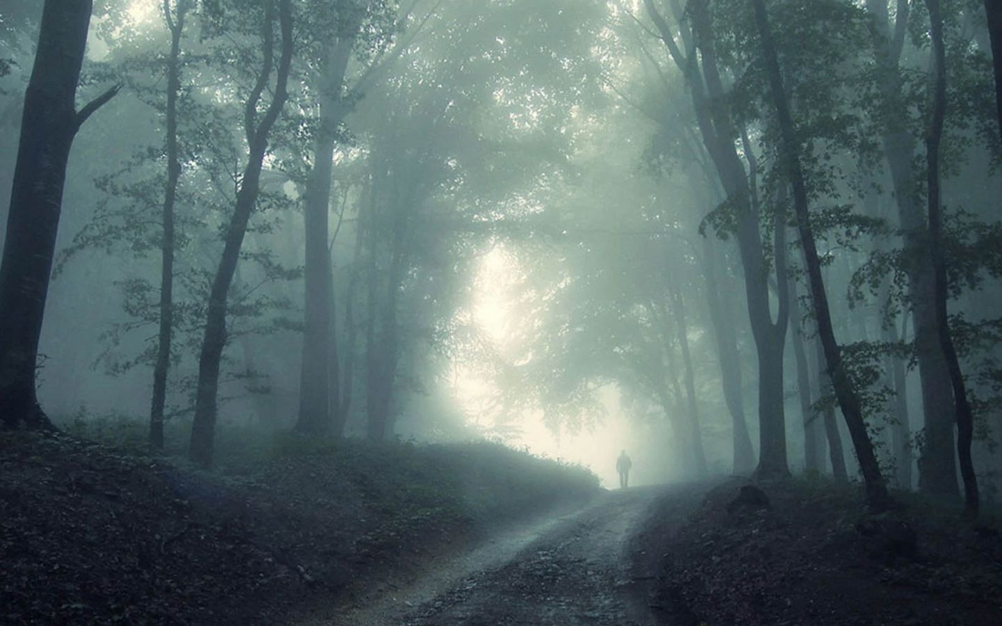 1440x900 Twilight Forest Wallpaper