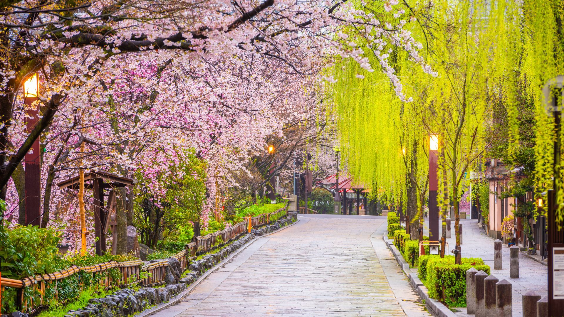 1920x1080 Spring in Kyoto: Visit Kyoto in March, April & May