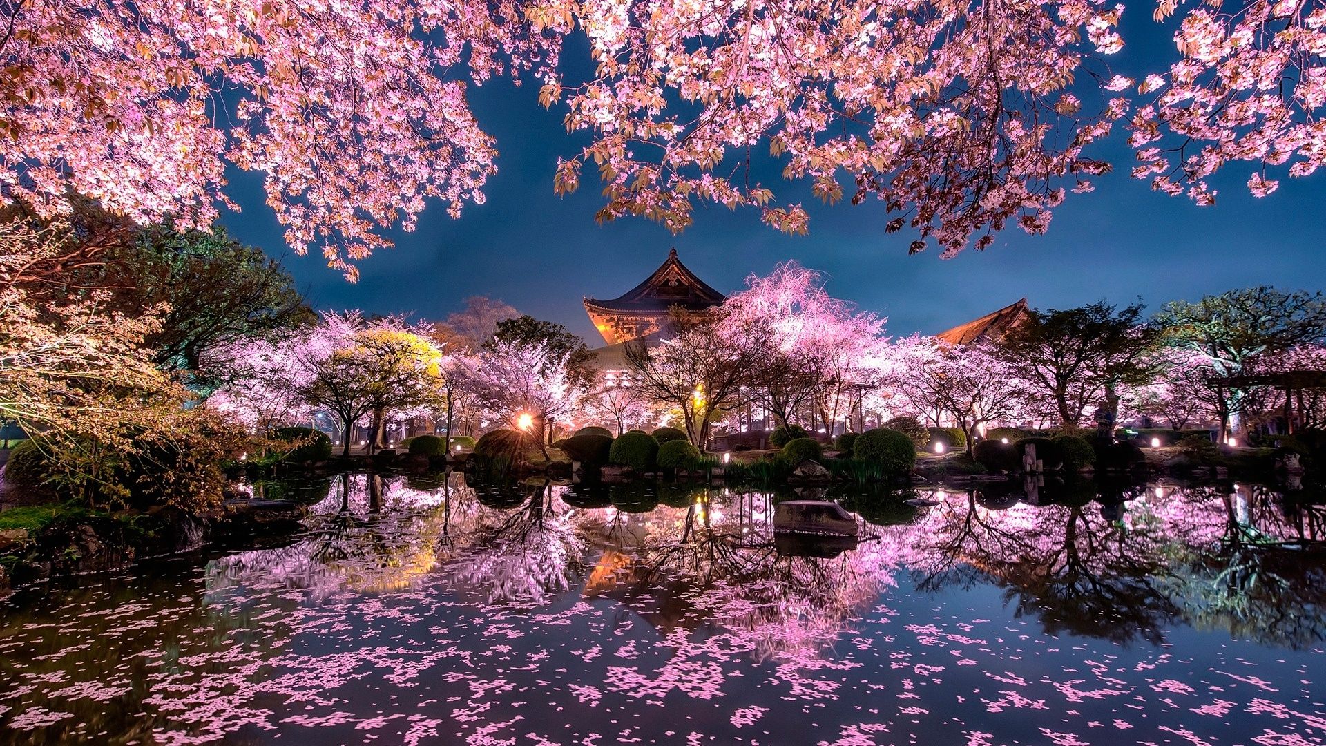1920x1080 Sakura blossom in Kyoto