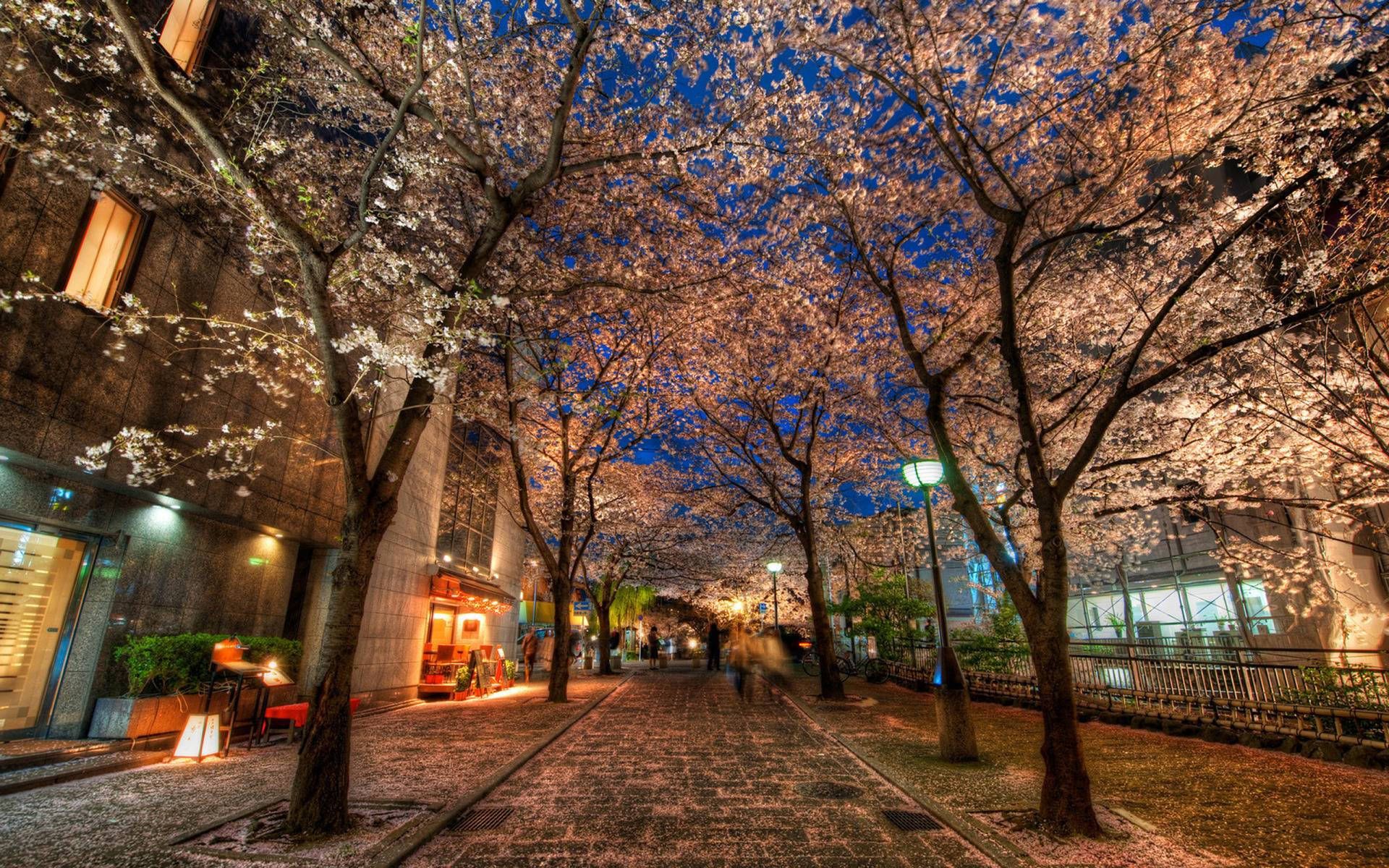 1920x1200 Download Spring In Kyoto Wallpaper