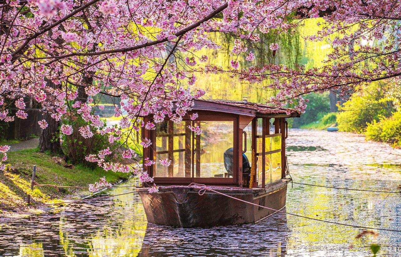 1280x820 Kyoto Kyoto Cherry Blossom Day Trip: Fushimi Jikkokubune Boat Ride Fushimi Momoyama Castle & Seiwari Tei Cherry Blossom Tunnel & Ninna Ji Temple Omuro (Departure From Osaka Or Kyoto)