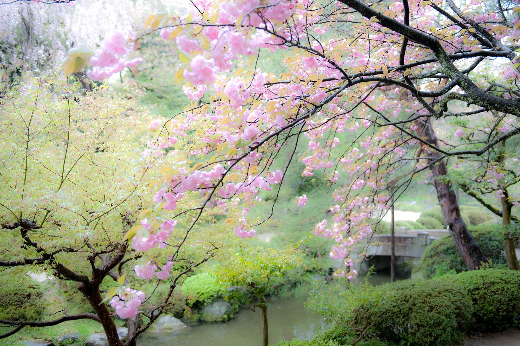 1800x1198 Jeffrey Friedl's Blog Cherry Blossoms in the Rain at the Heian Shrine, Part 2