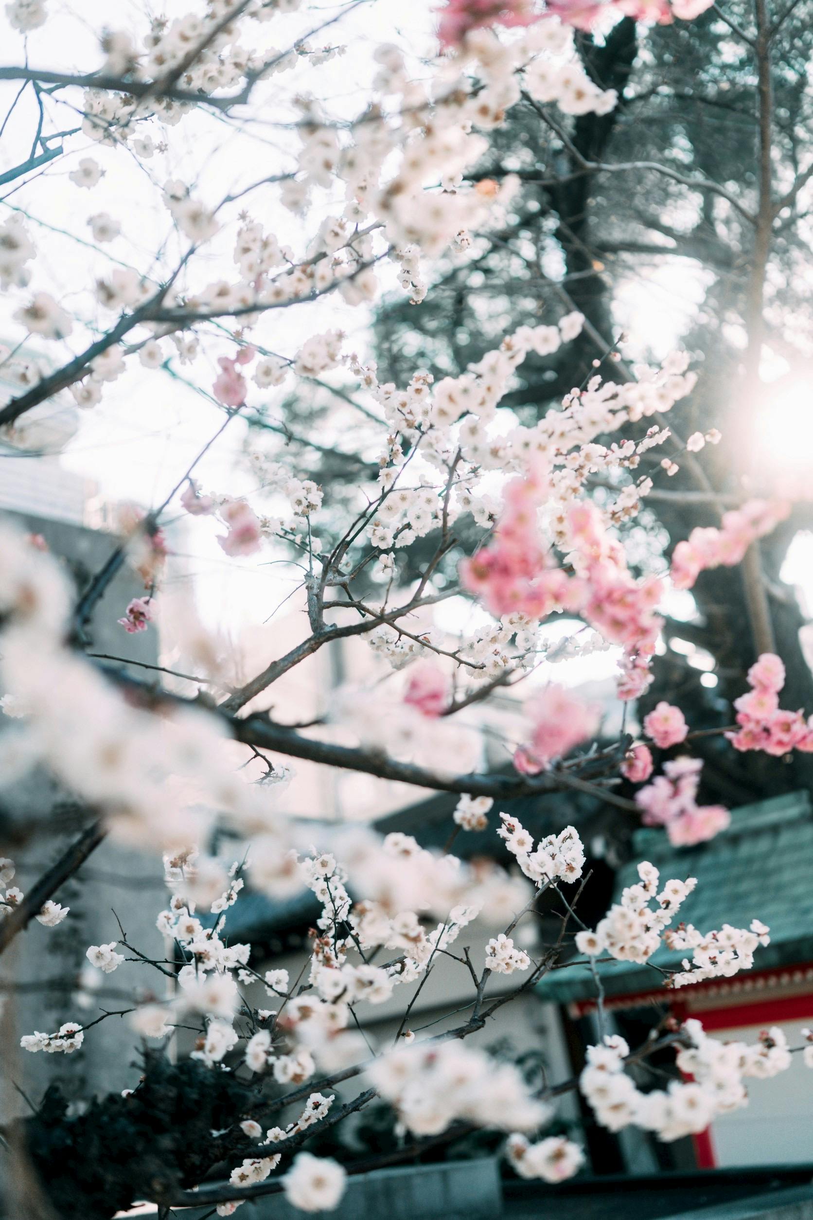 1672x2508 Springtime Cherry Blossoms in Kyoto, Japan · Free