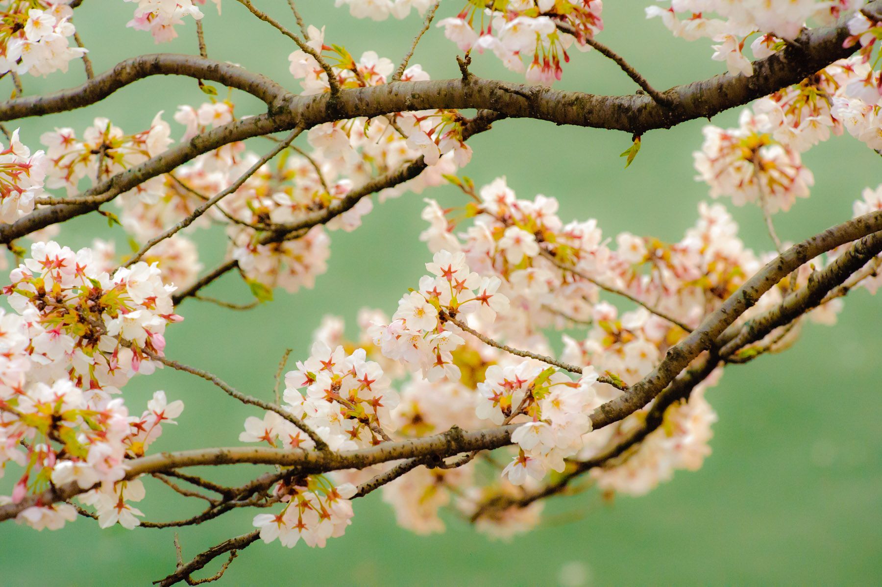 1800x1198 Jeffrey Friedl's Blog The Hope of Cherry Blossoms in Japan